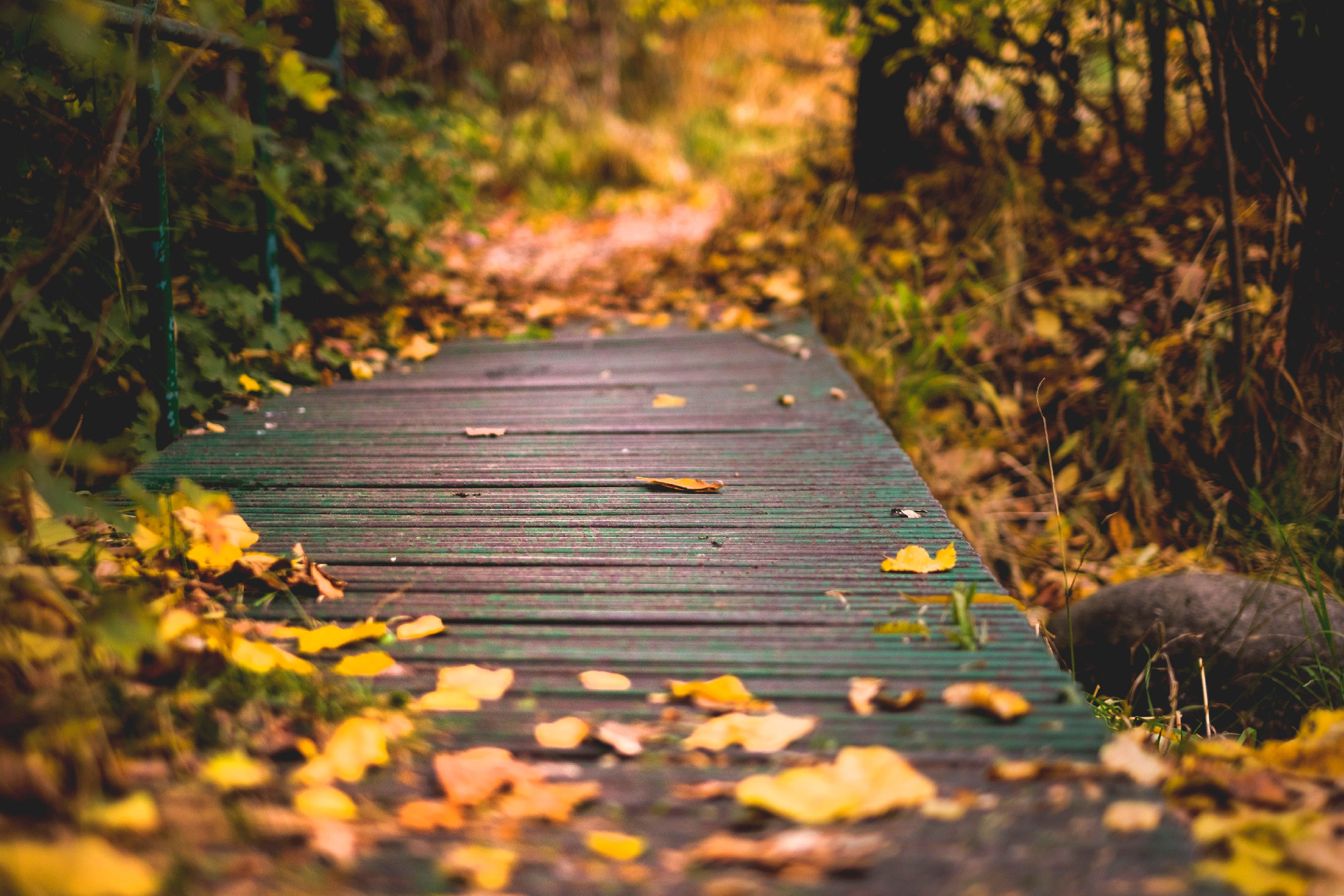 Little bridge with fallen leaves, autumn concept