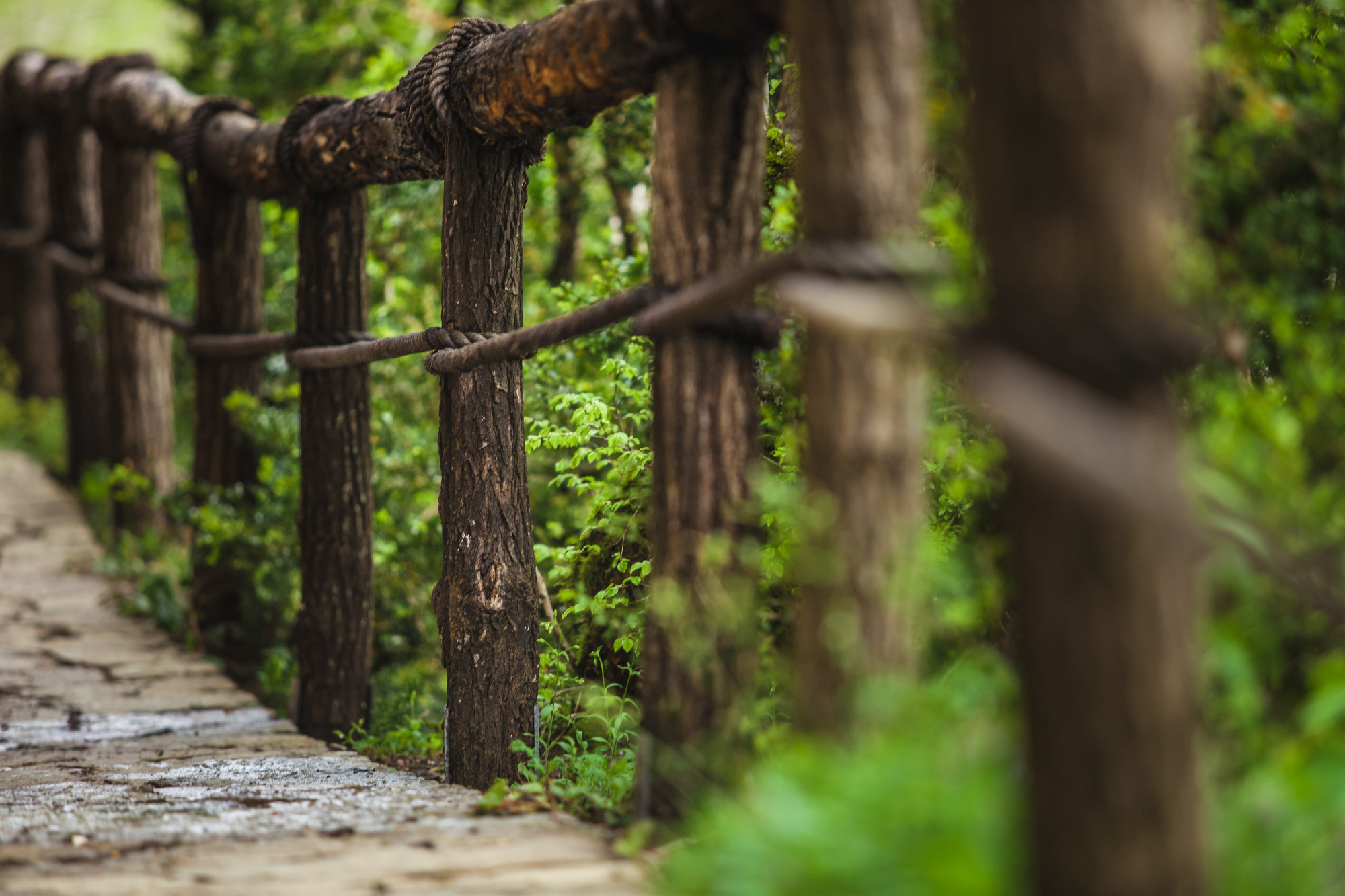 Suspension bridge in the forest