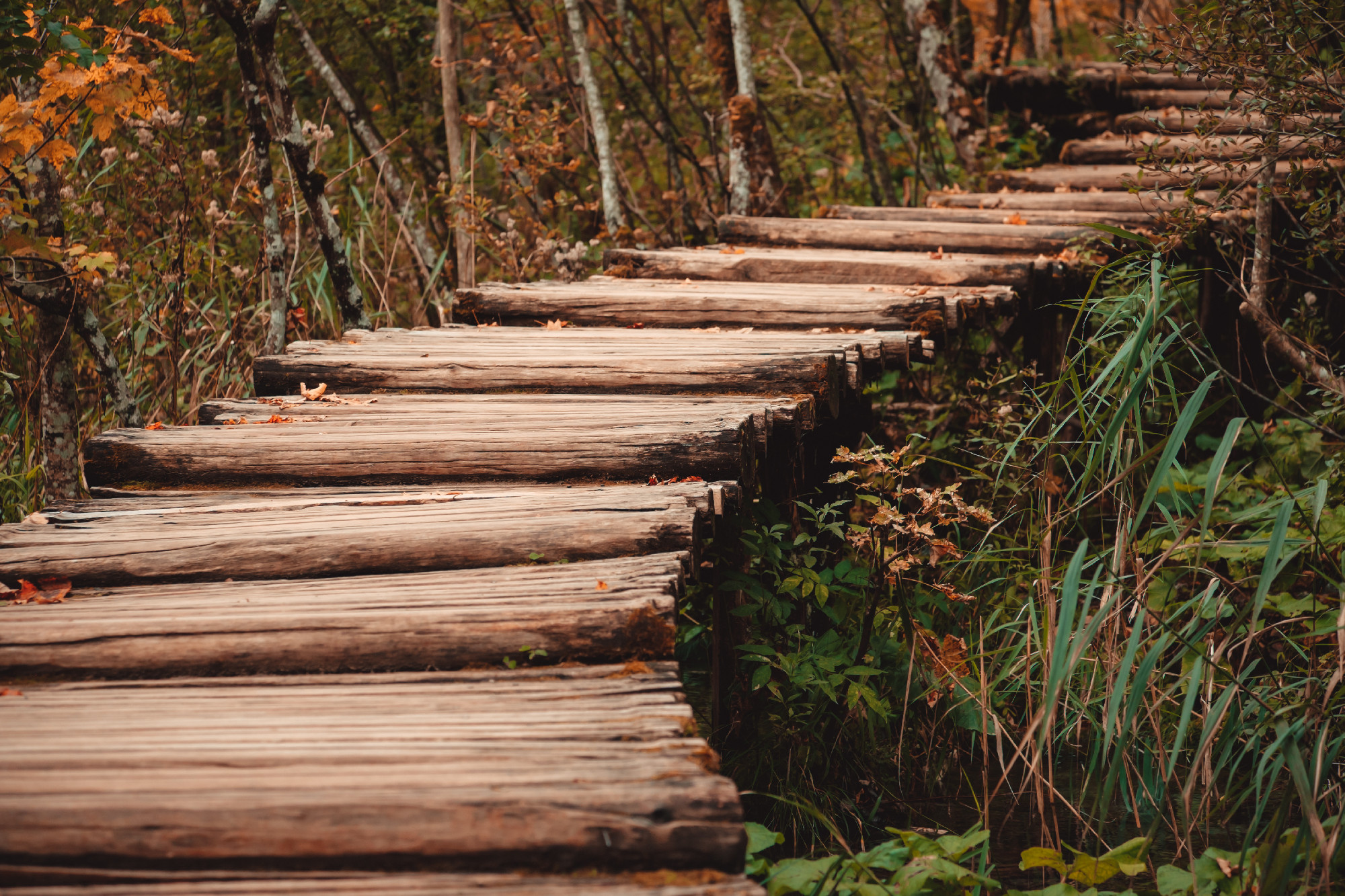 Wooden footpath in autumn forest