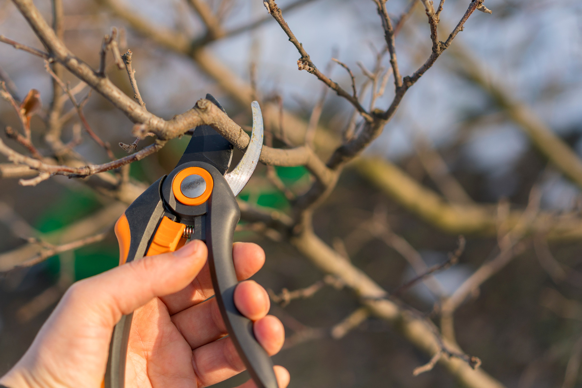 a gardener is cutting the tree in springtime. pruning with pruning shears in spring