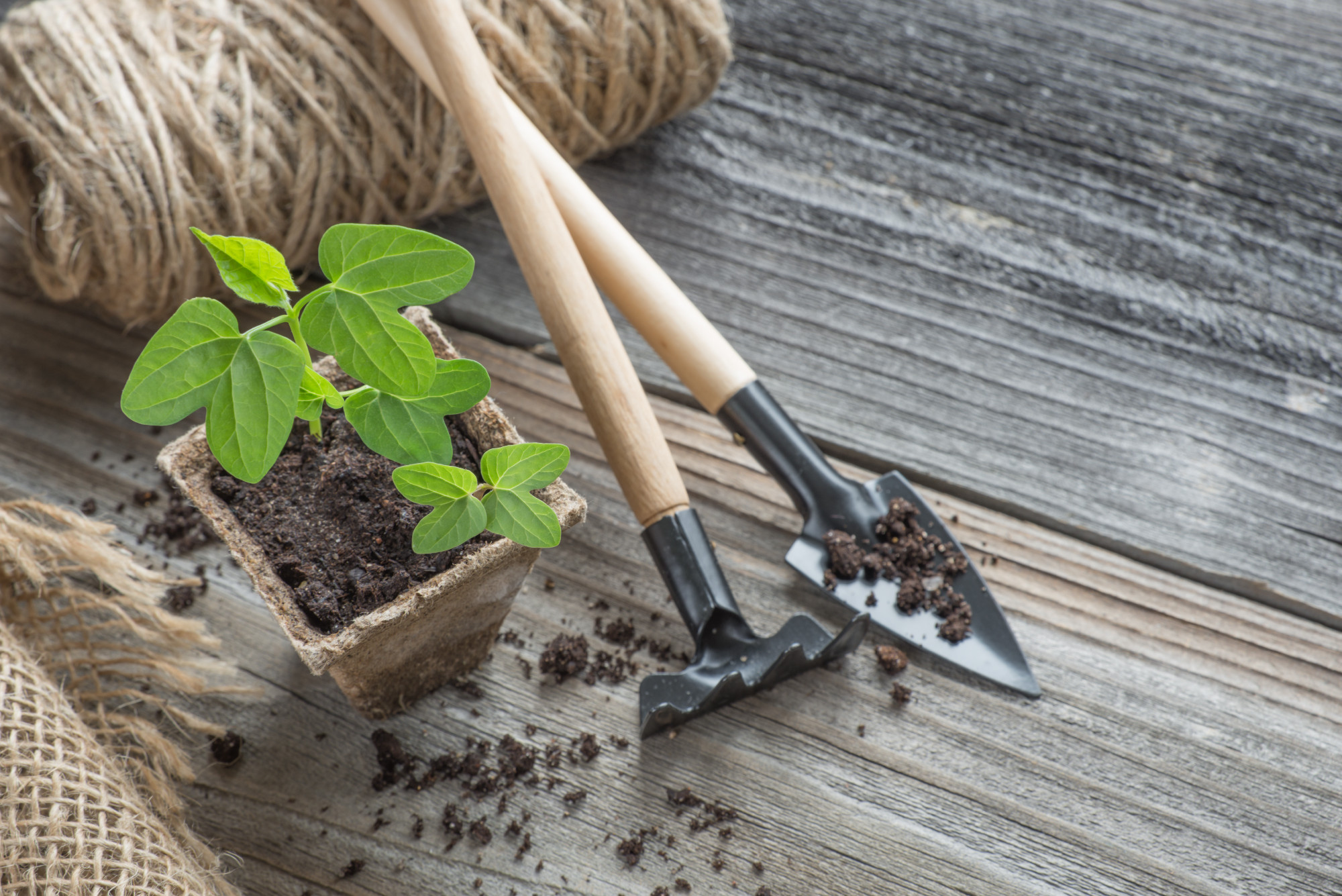 Seedlings in a peat pot