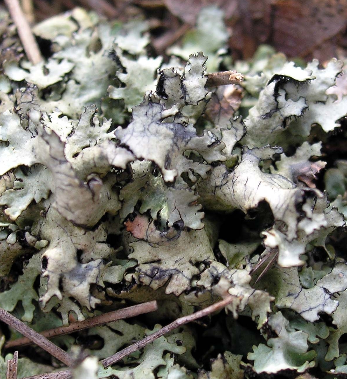 Védett növényeink: a magyar bodrány