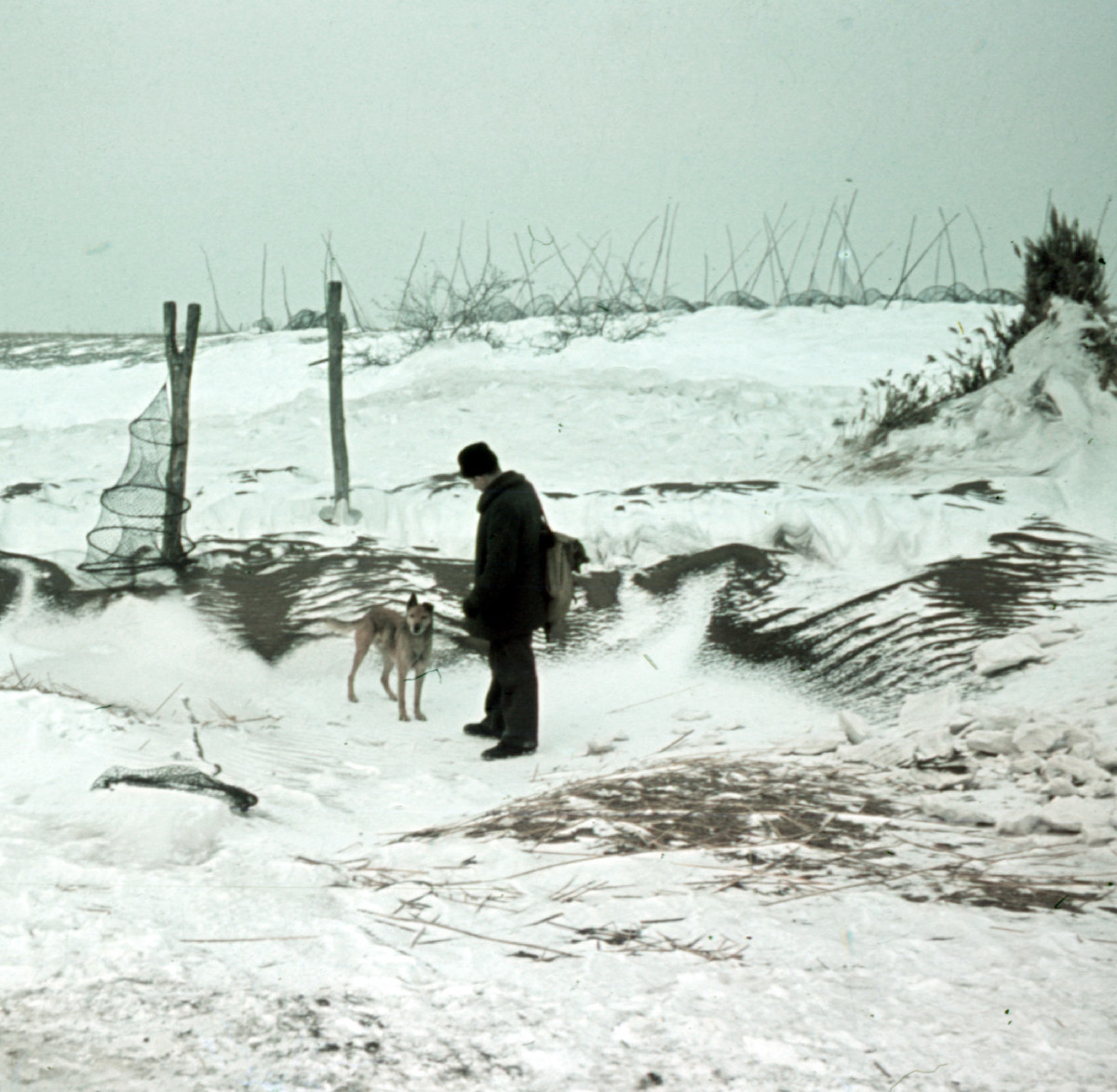 Élet a jég alatt: télen is tanulhatunk az állatvilágtól