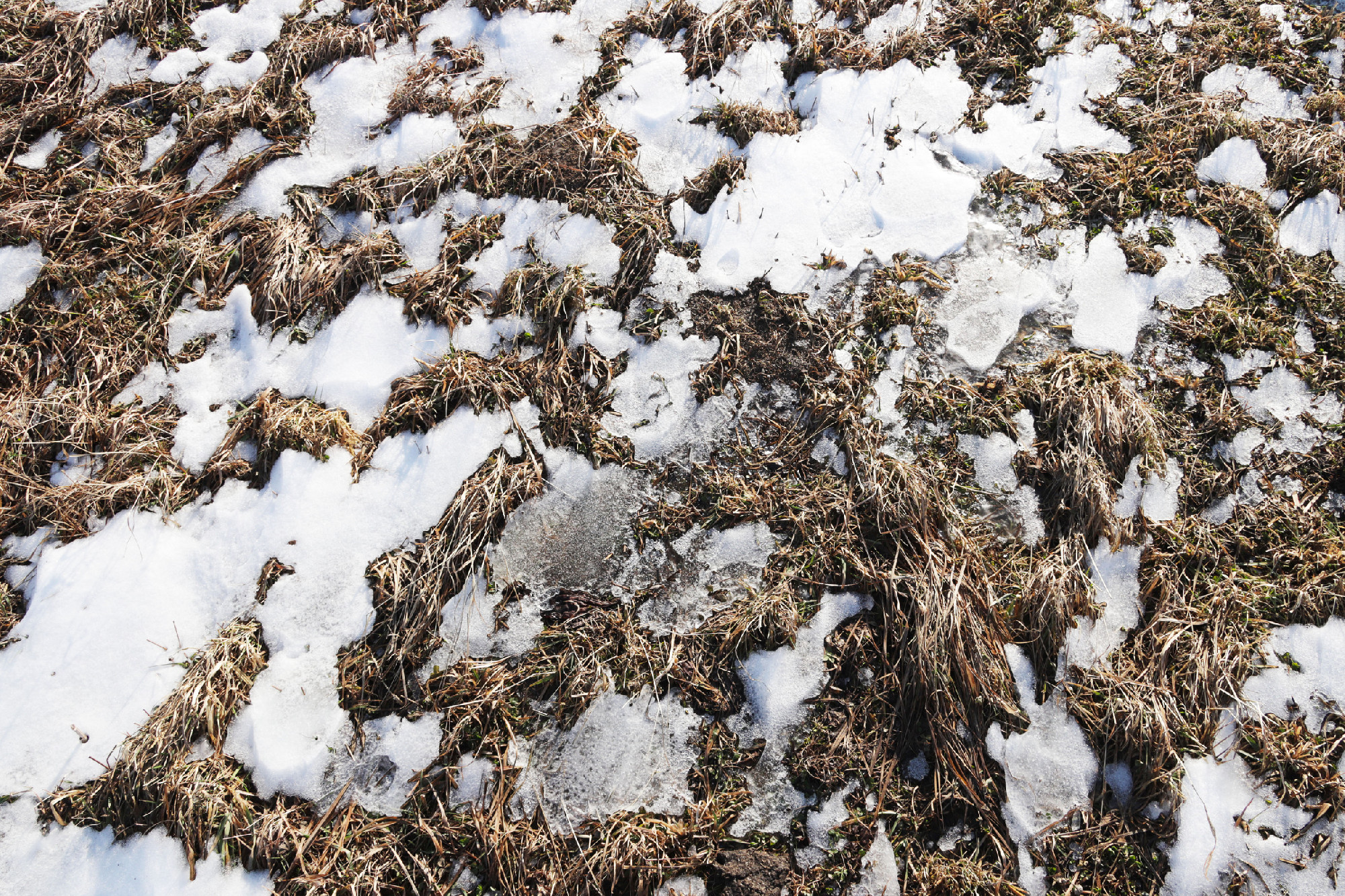 Plowed spring field. The beginning of the season of field work. Agro-industrial farm business. Snow melts on the ground. Warming and changing seasons. Farewell winter. Awakening Breed