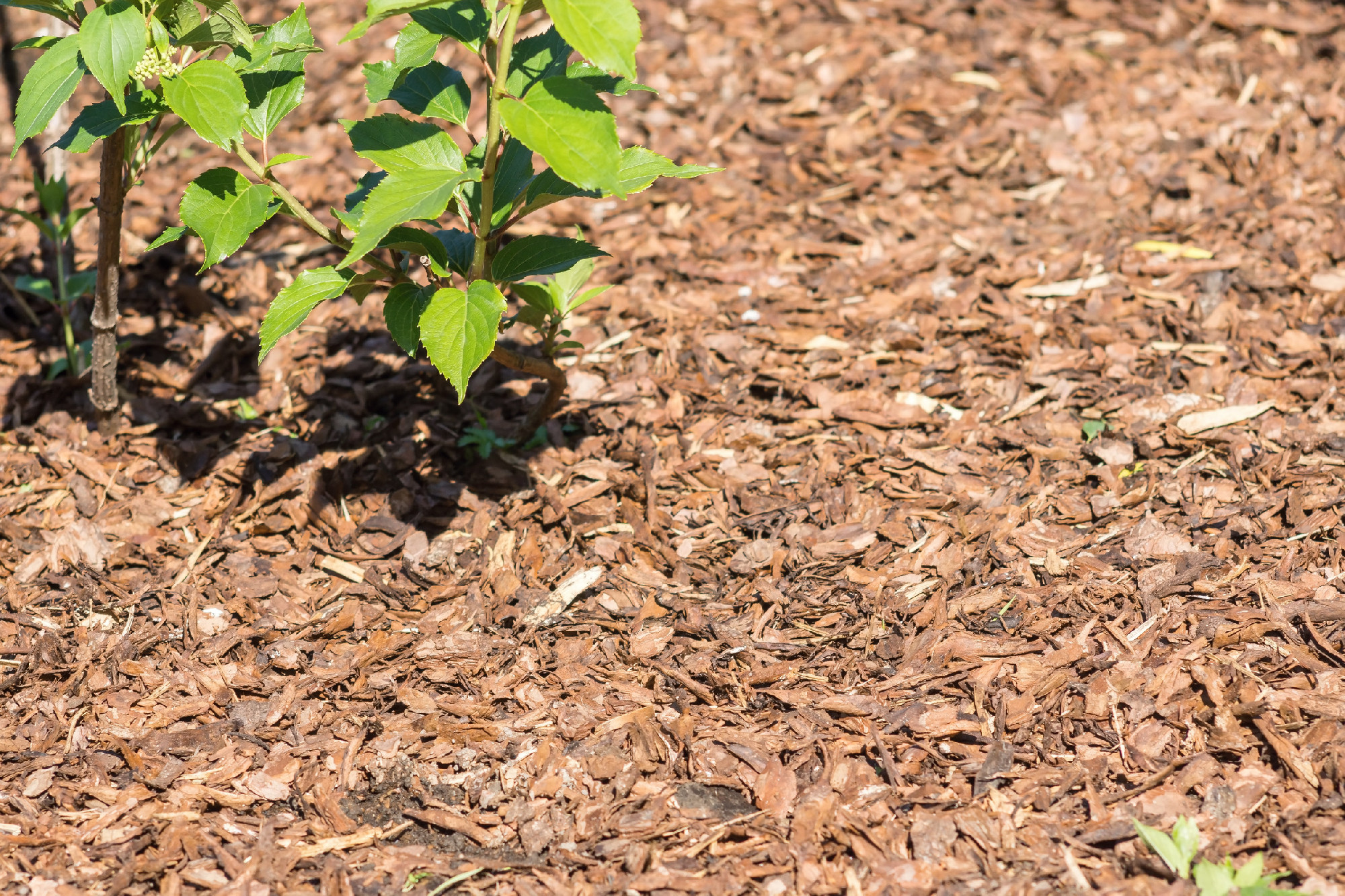 green plant on a brown background of shavings