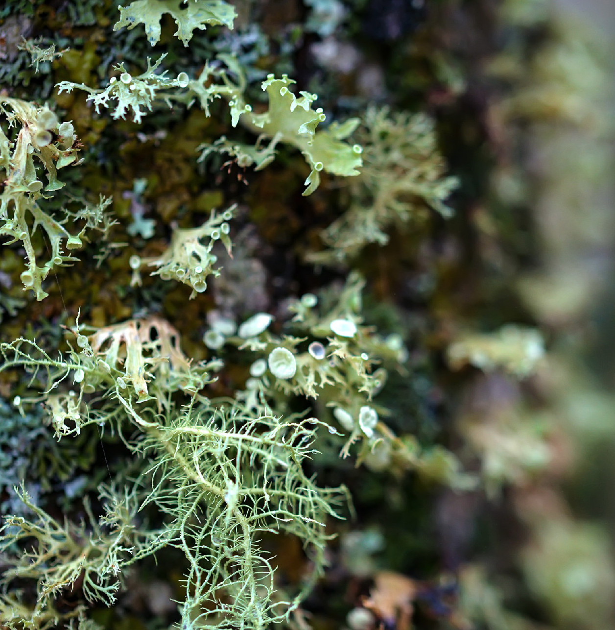 Tiszta levegőn termő egészségforrás: mindent az izlandi zuzmóról