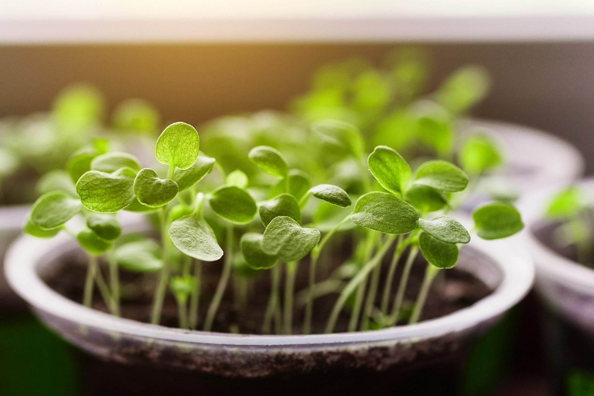 Young fresh seedling stands in plastic pots, cultivation of in greenhouse. Seedlings sprout. Selective focus and shallow depth of field.