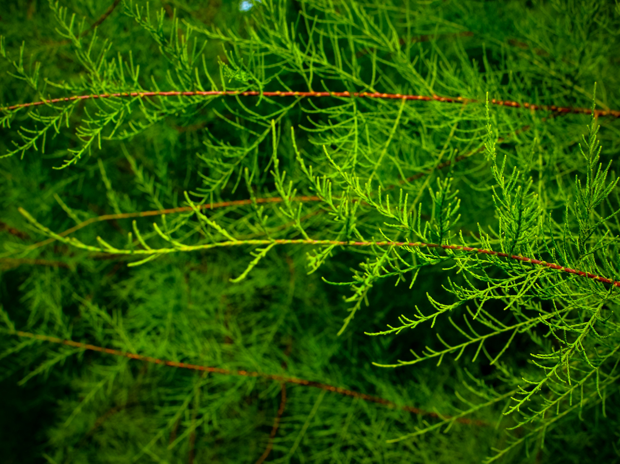 Tamarix branches on a green background