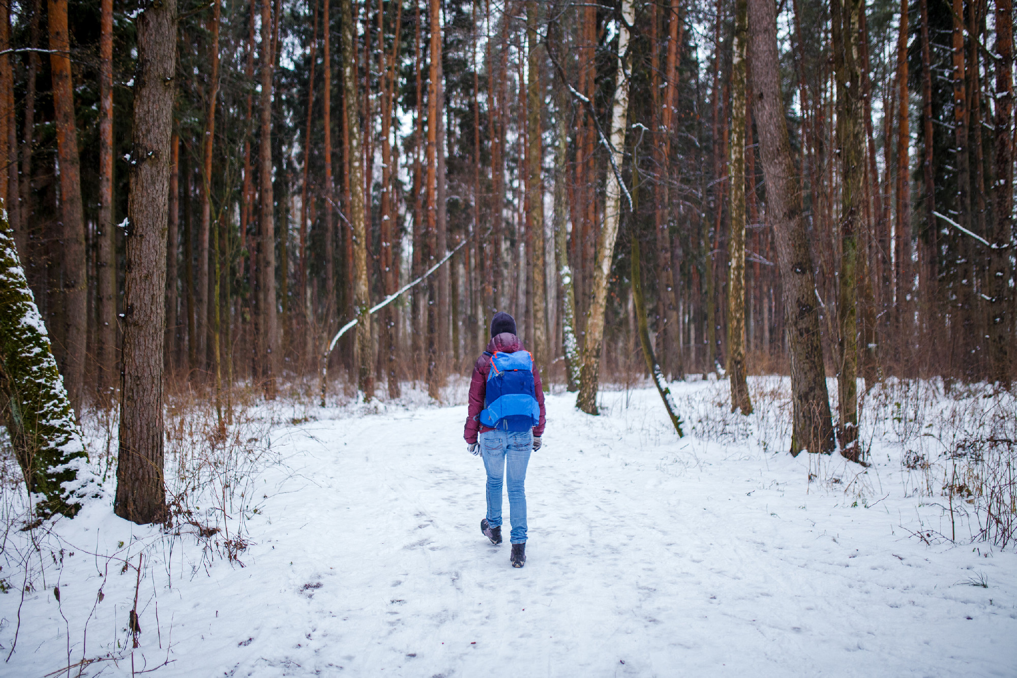 Photo from back of woman with backpack walking through winter forest