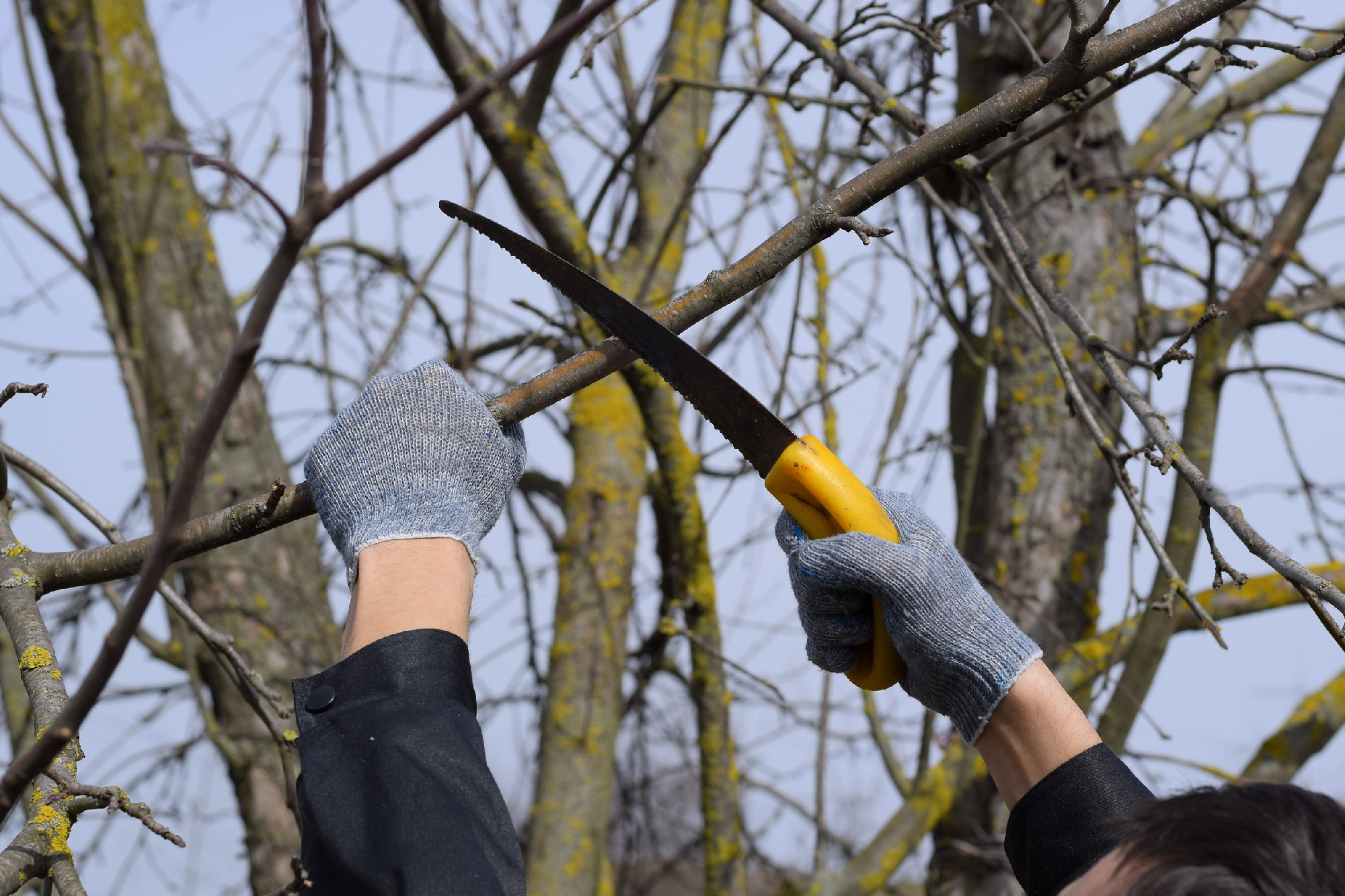 Cutting a tree branch with a hand garden saw.