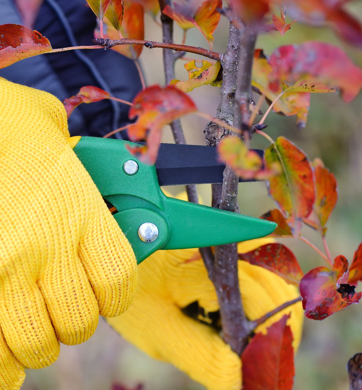 Közeledik az ifjító metszések időszaka