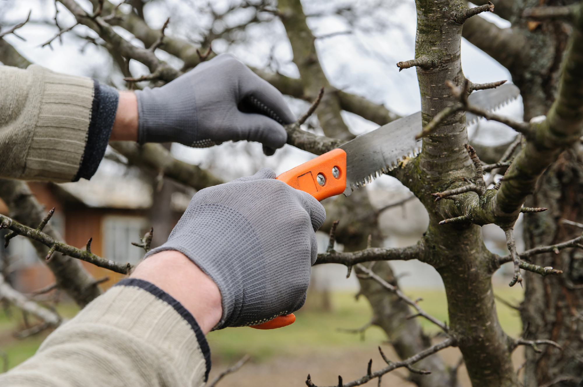 Man cutting branches.