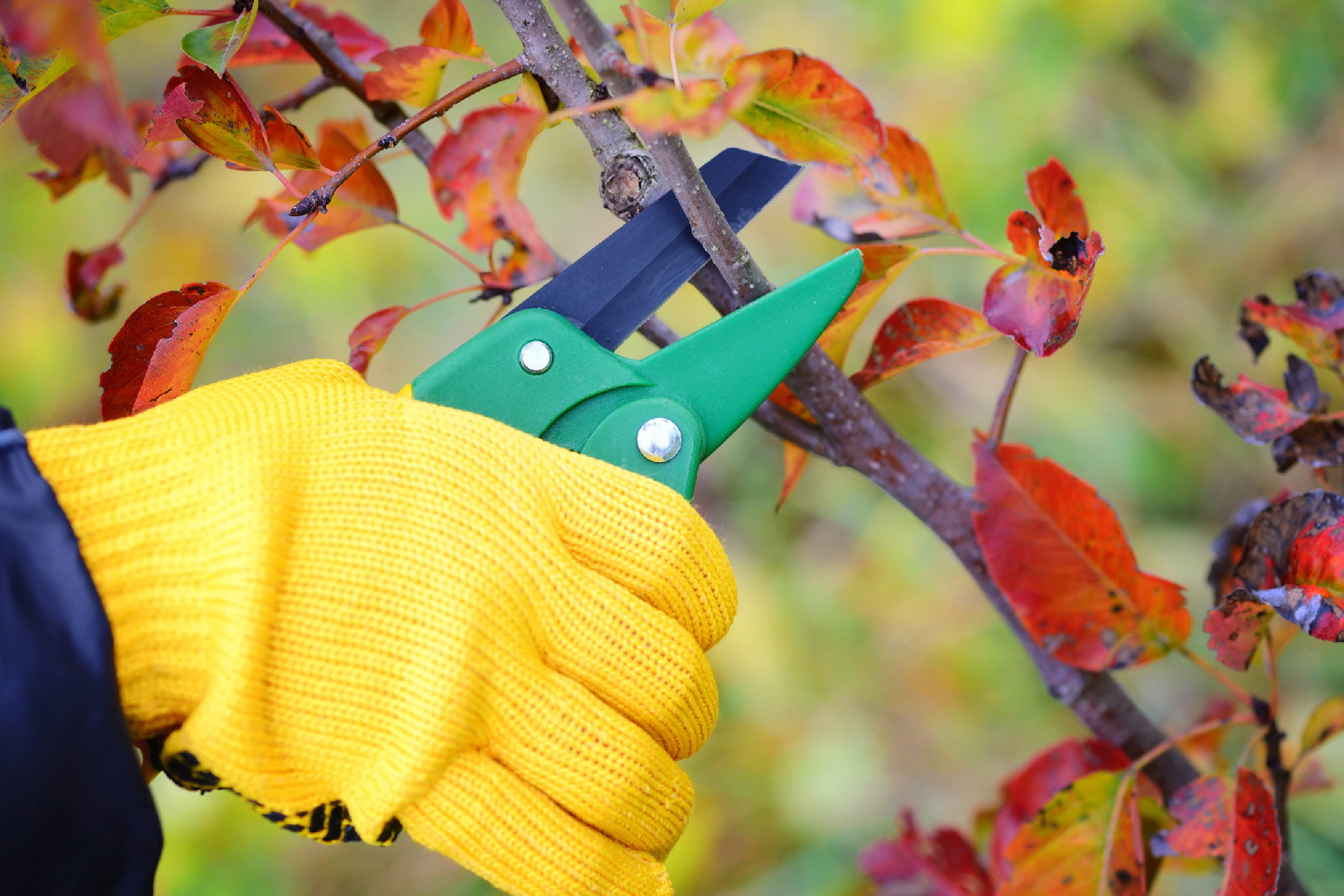 Hands with gloves of gardener doing maintenance work, pruning tr