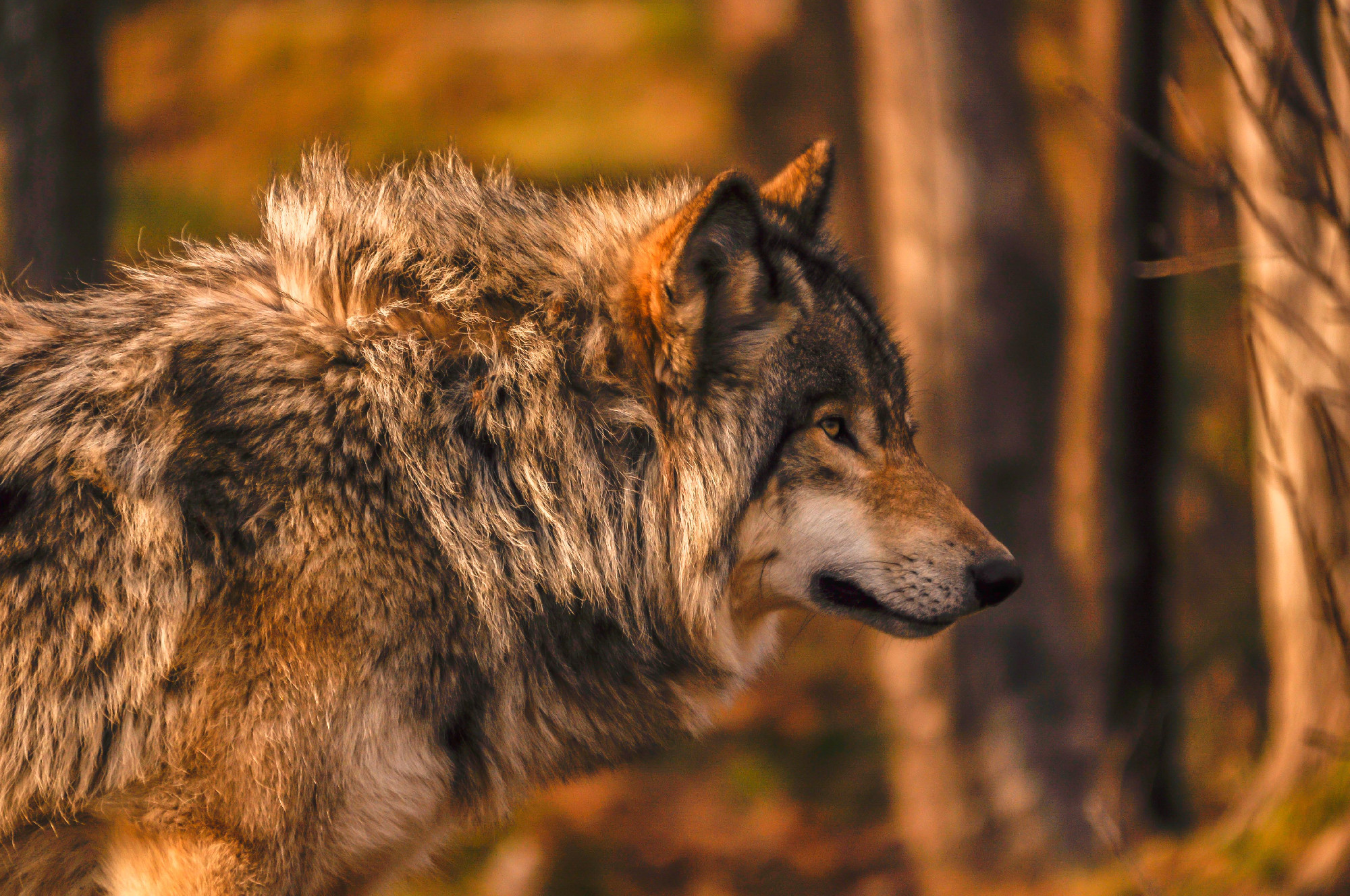 Grey wolf in autumn in Quebec, Canada.