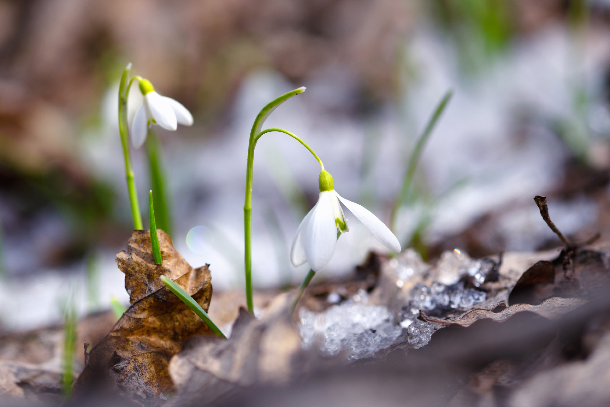 Snowdrops (Galanthus) in the spring forest