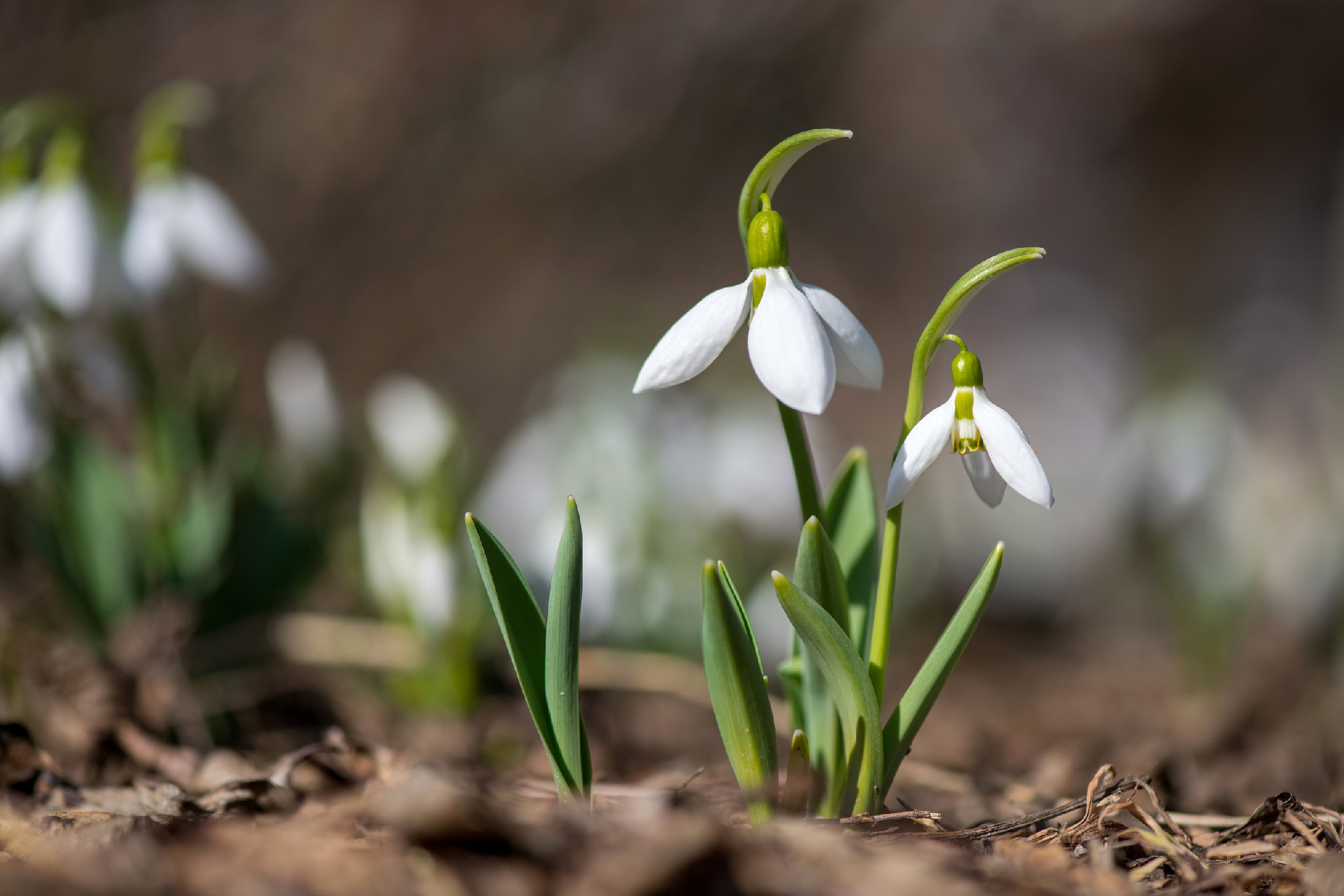 Spring snowdrop flowers blooming in sunny day