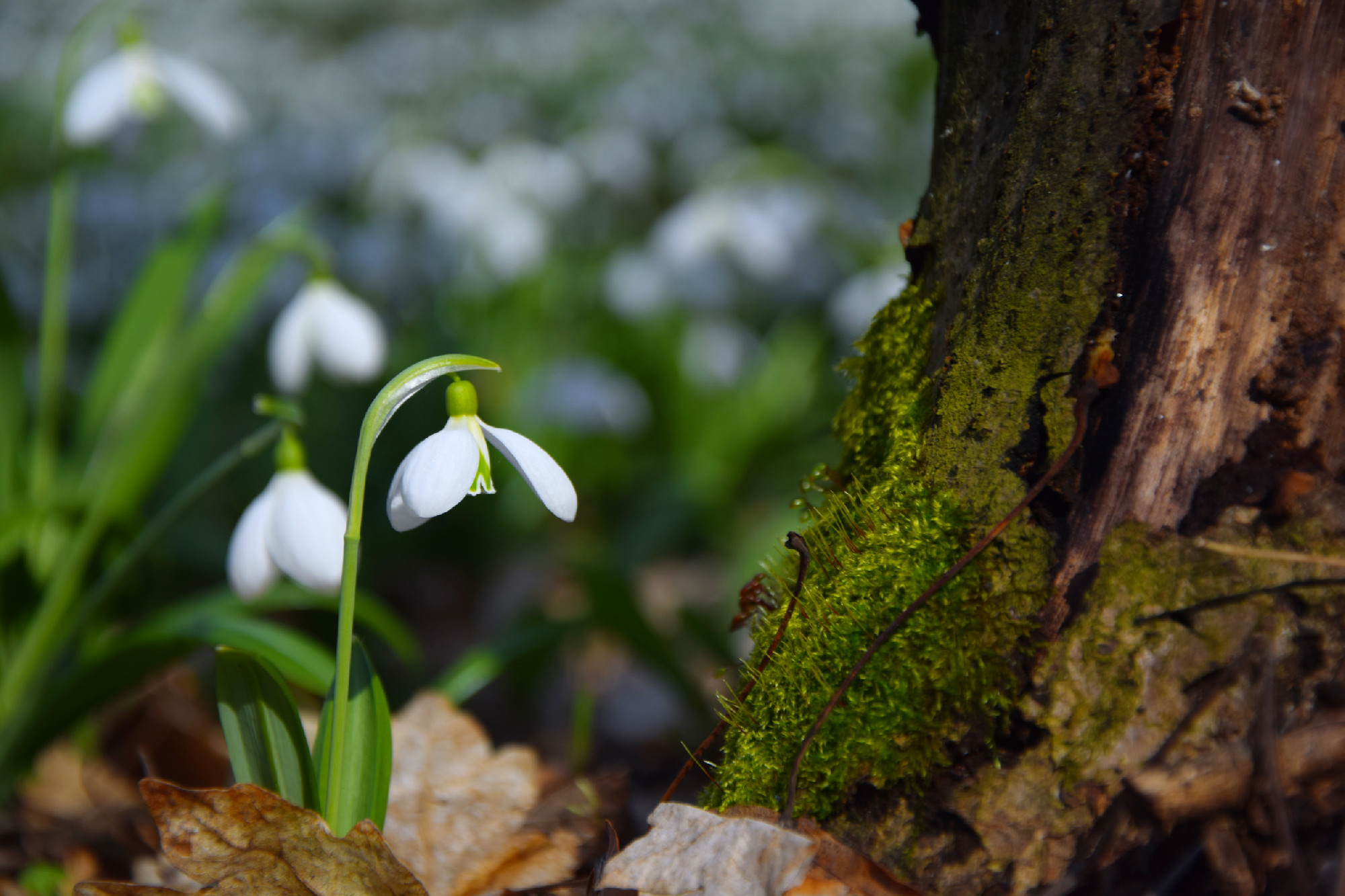 Beautifull snowdrops Galanthus plicatus near stump