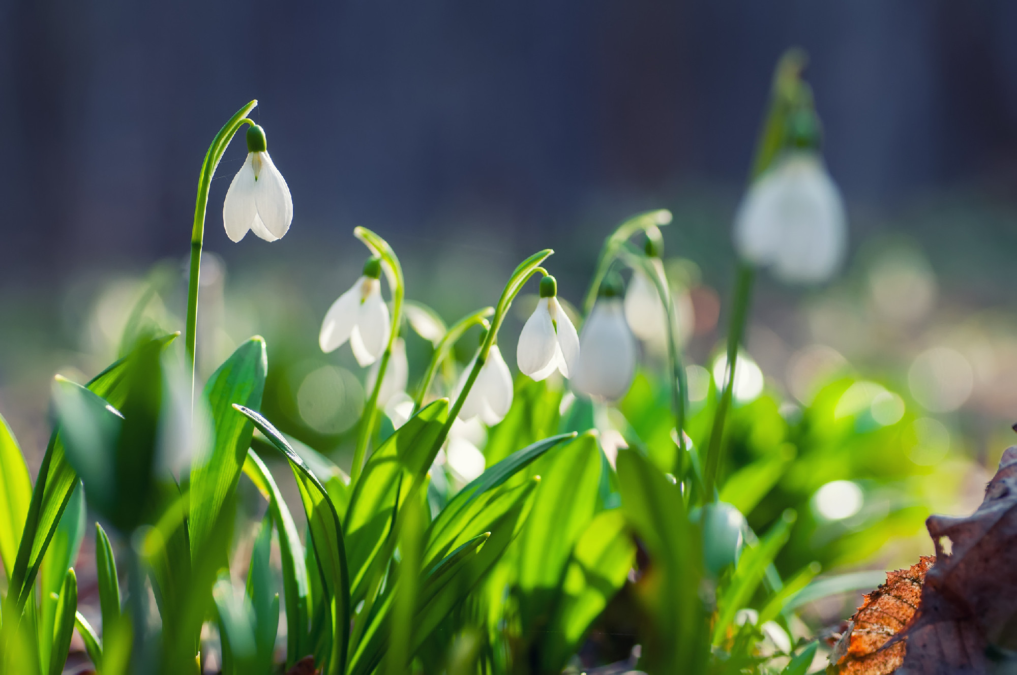 Beautiful snowdrops in sunny spring forest