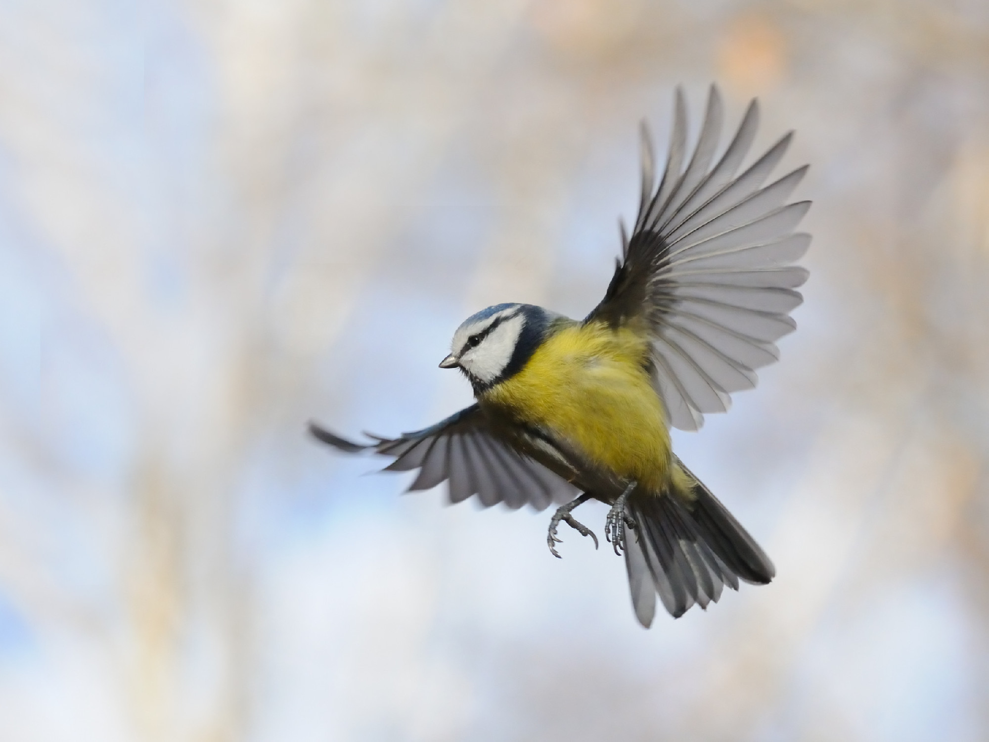 Flying Blue Tit in autumn
