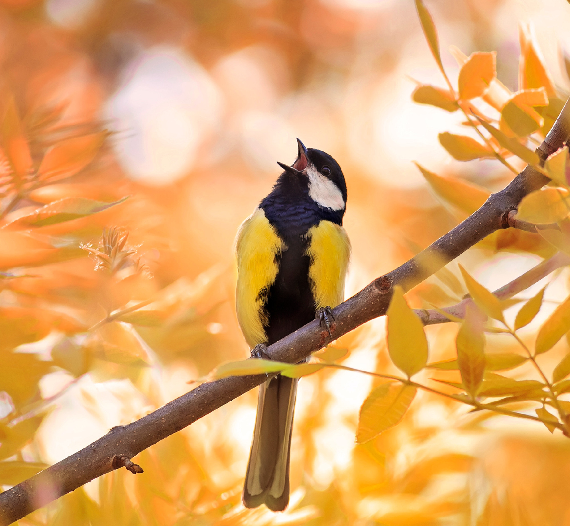 little chickadee sings a song in autumn forest in Sunny day