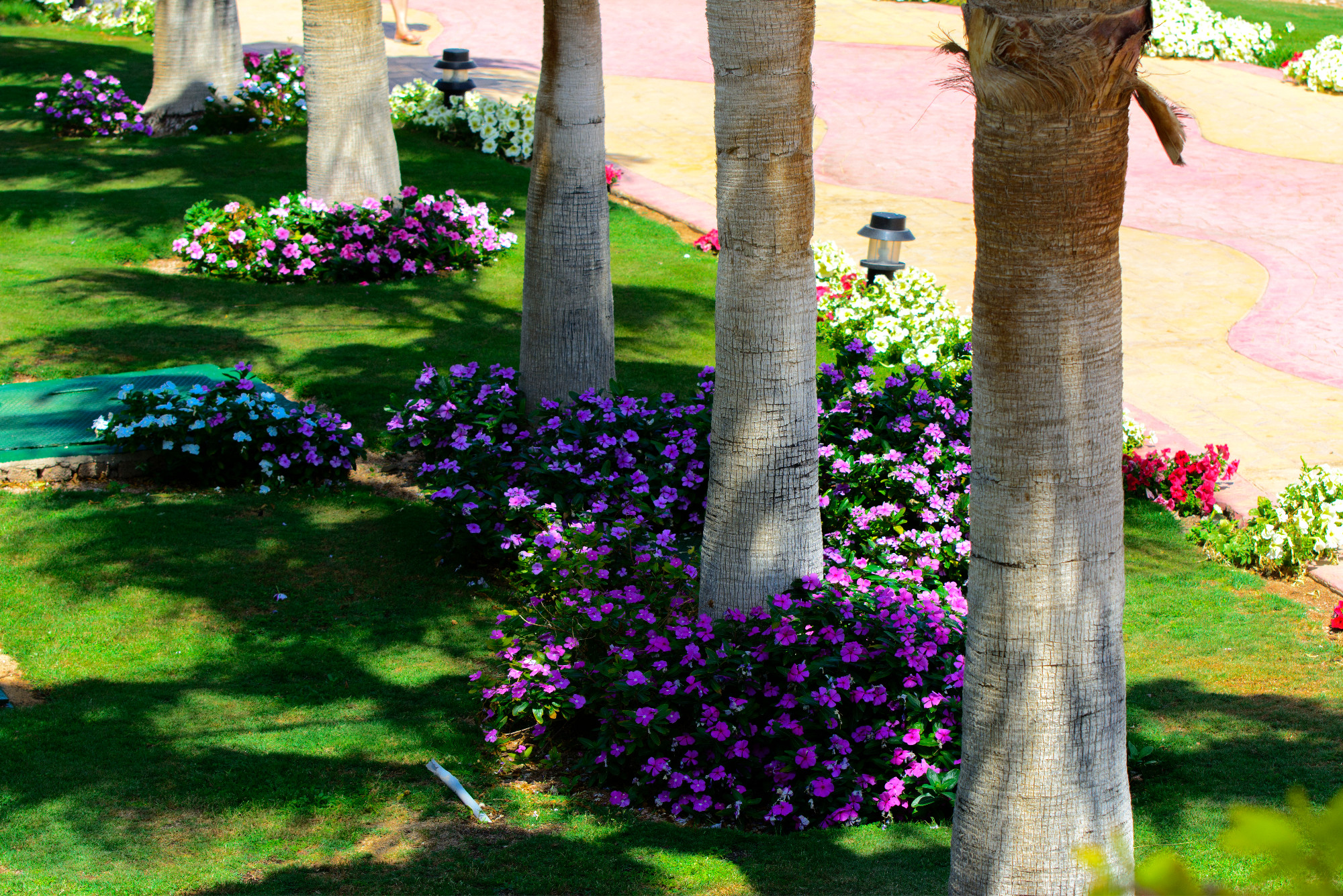 Beautiful evergreen tropical plantations in Egypt on a backgroun