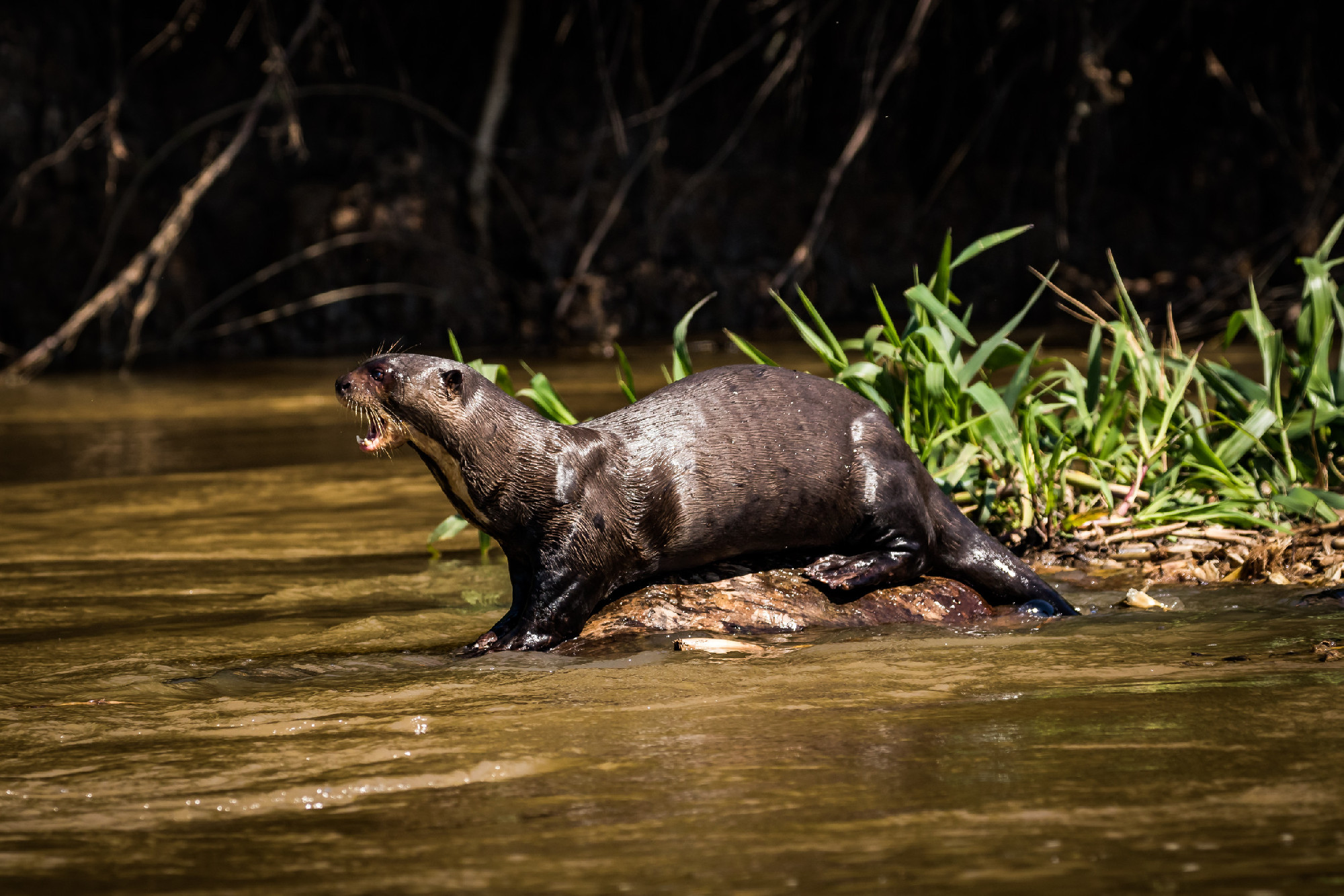 giant otter