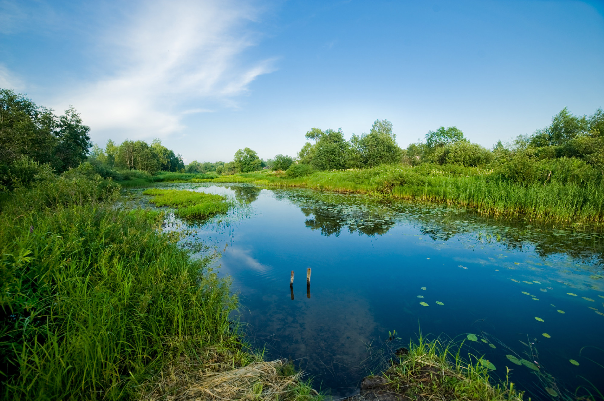 Landscape. River, trees, sky.