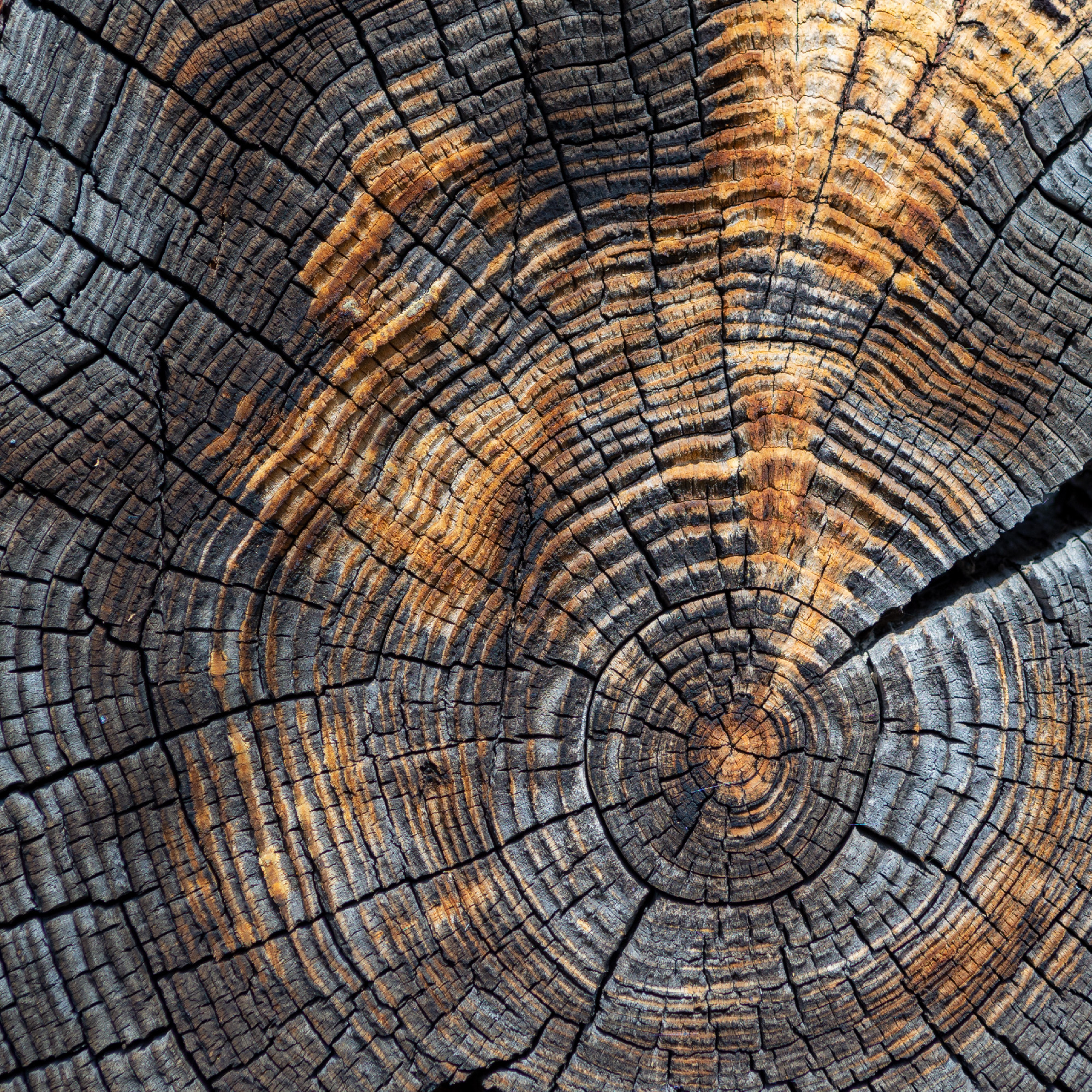 Cross section of the old tree color
