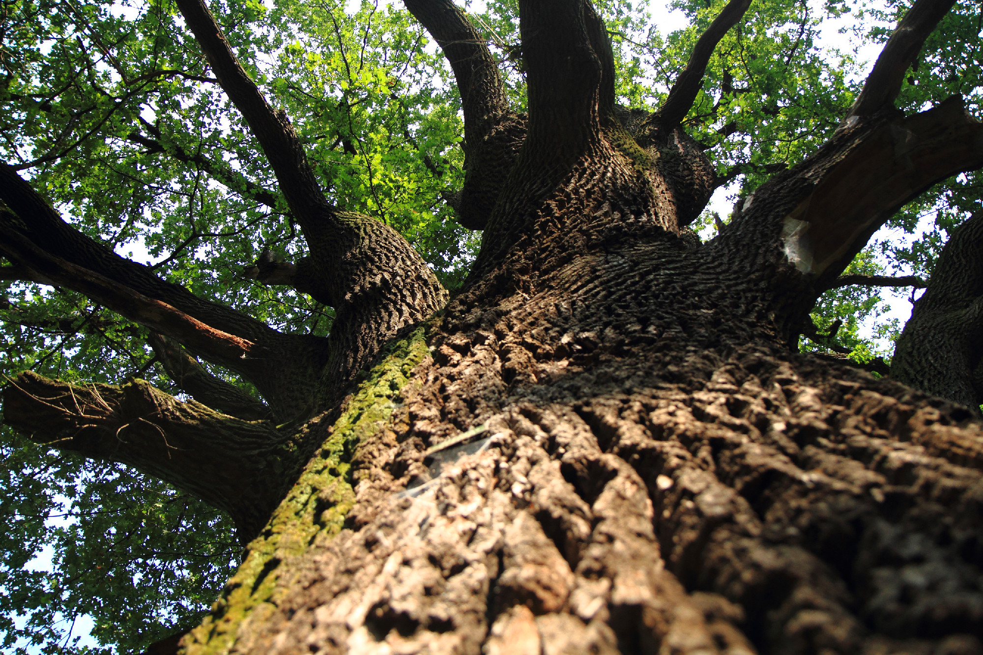 very old oak tree