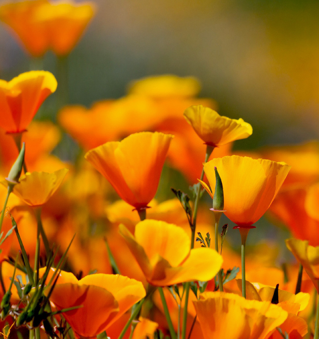 Az inváziós fajokat nem irtani kell, hanem kordában tartani