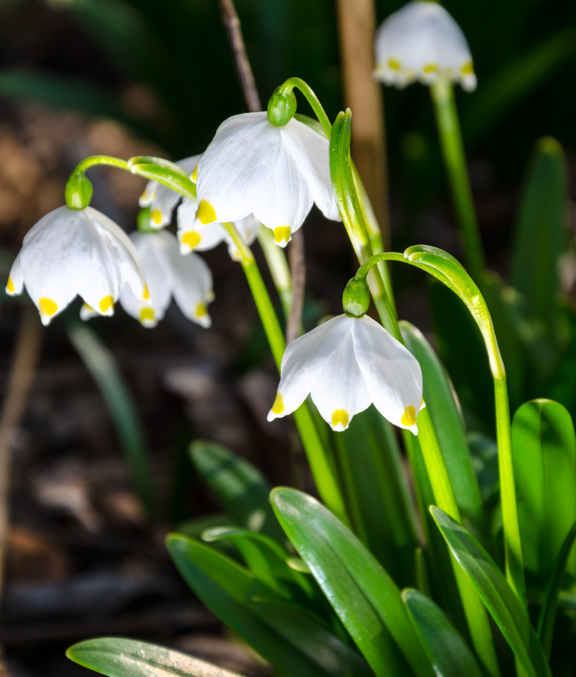 First flowers of spring. Snowdrops flowers on a background of a
