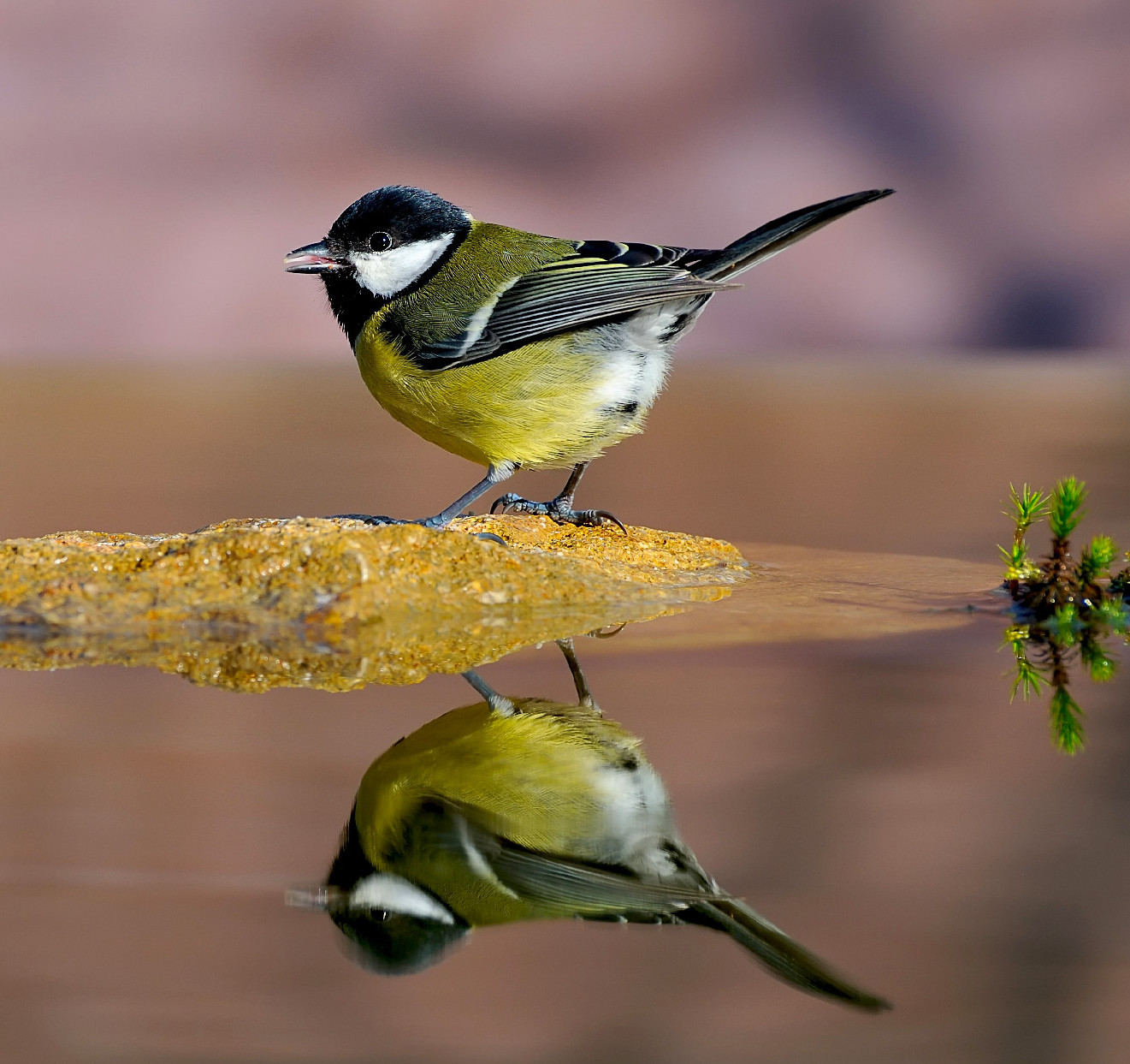 Zajszennyezés okozta elhidegülés