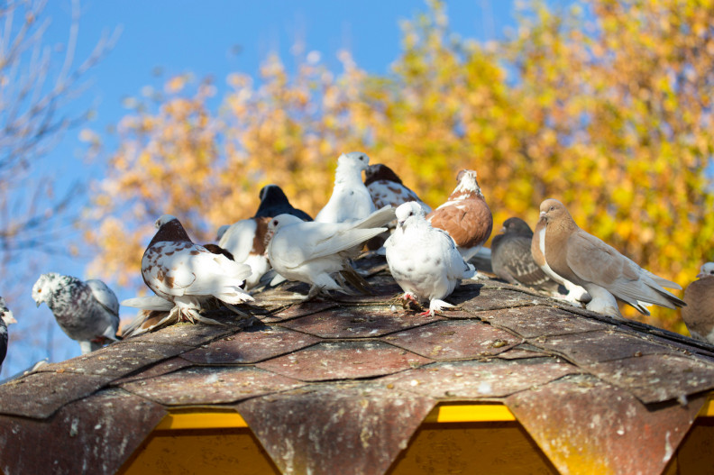 Láttad már őket élőben is? És ha igen, tudod a nevüket? 