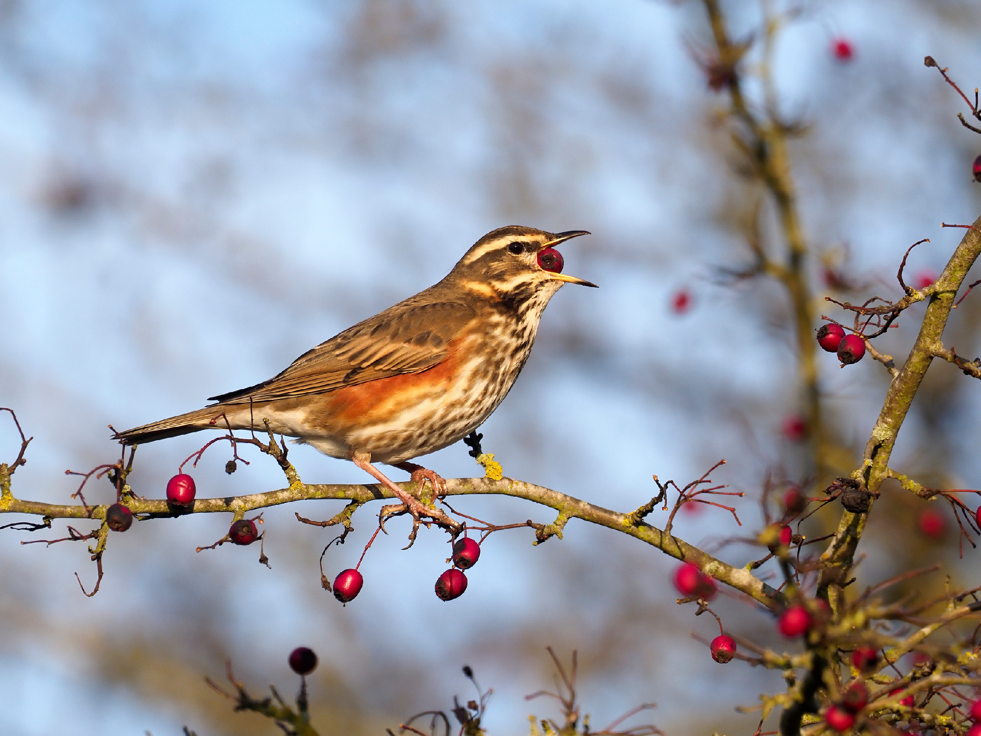 Redwing, Turdus iliacus