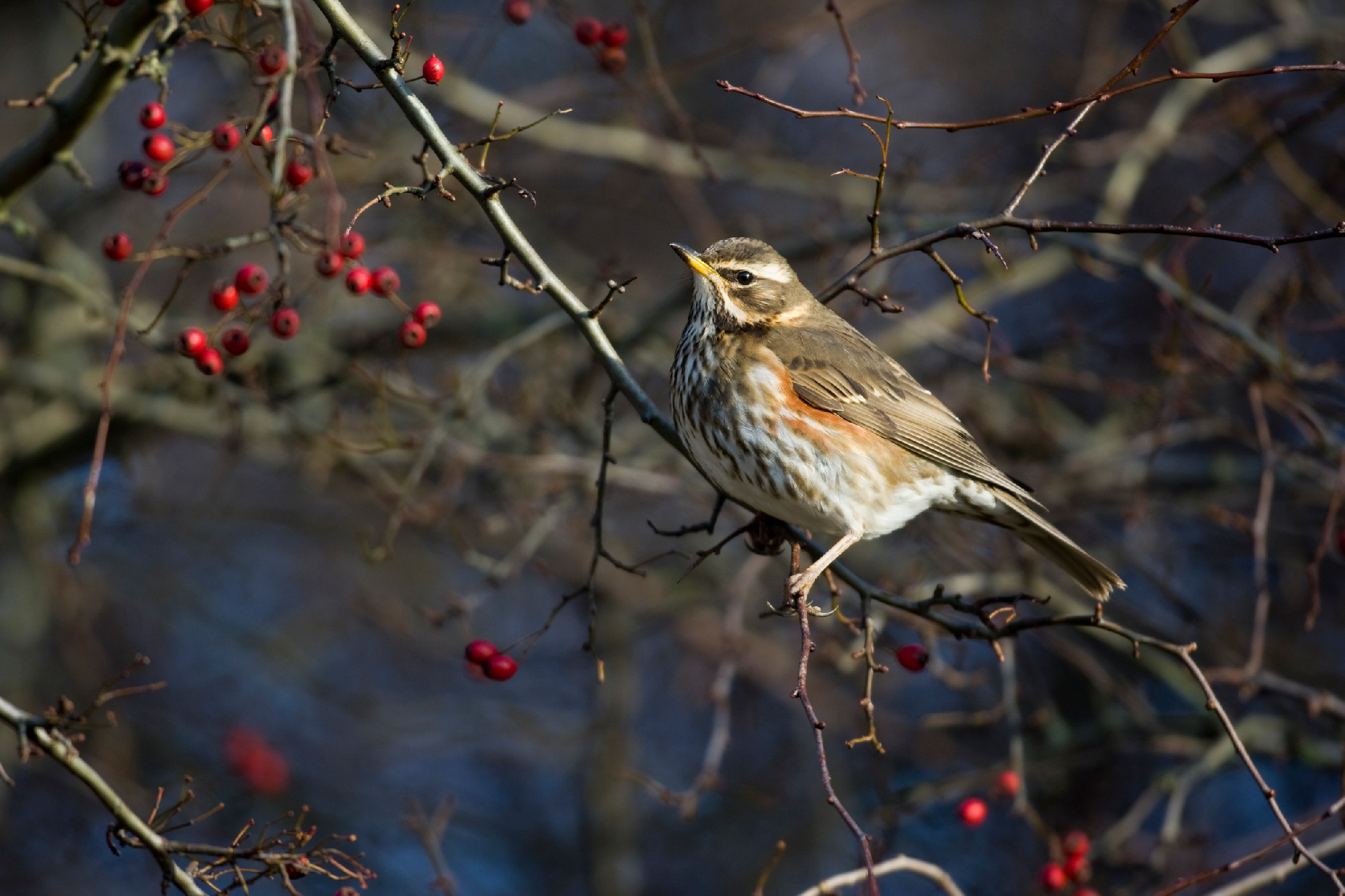 Redwing, Turdus iliacus