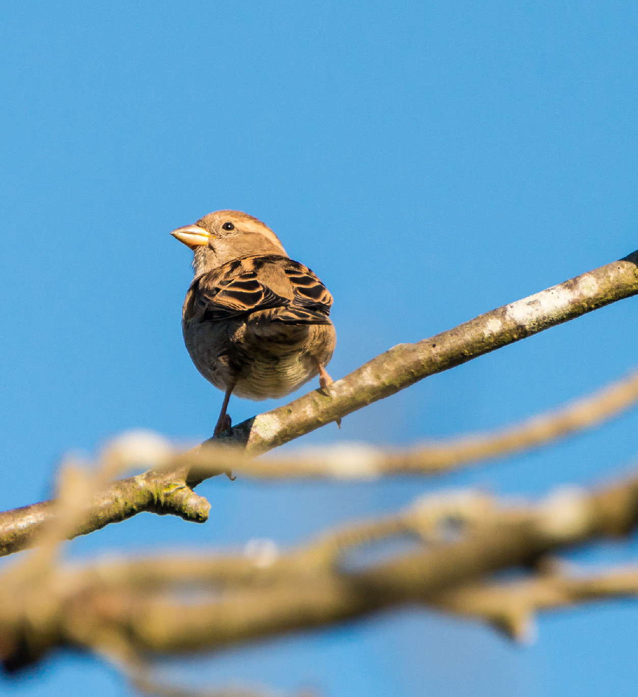 Magyarország madarai kvíz