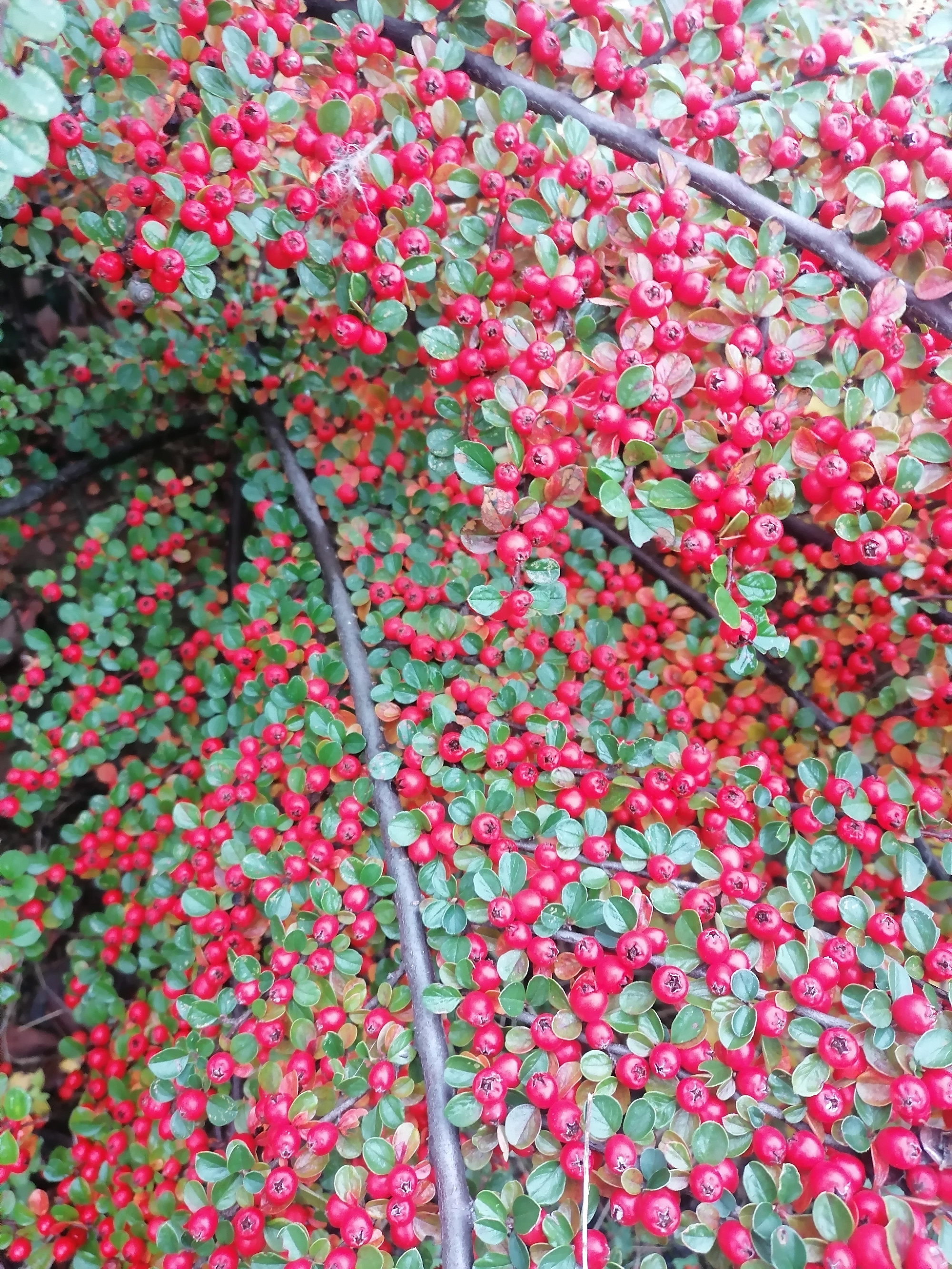 Rézsűt megkötő növények