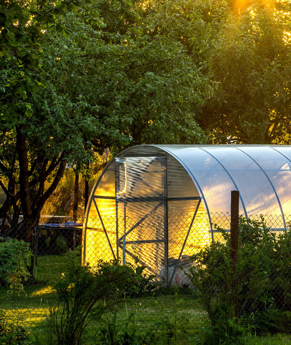 Tudod mi fán terem az üzdészet? 