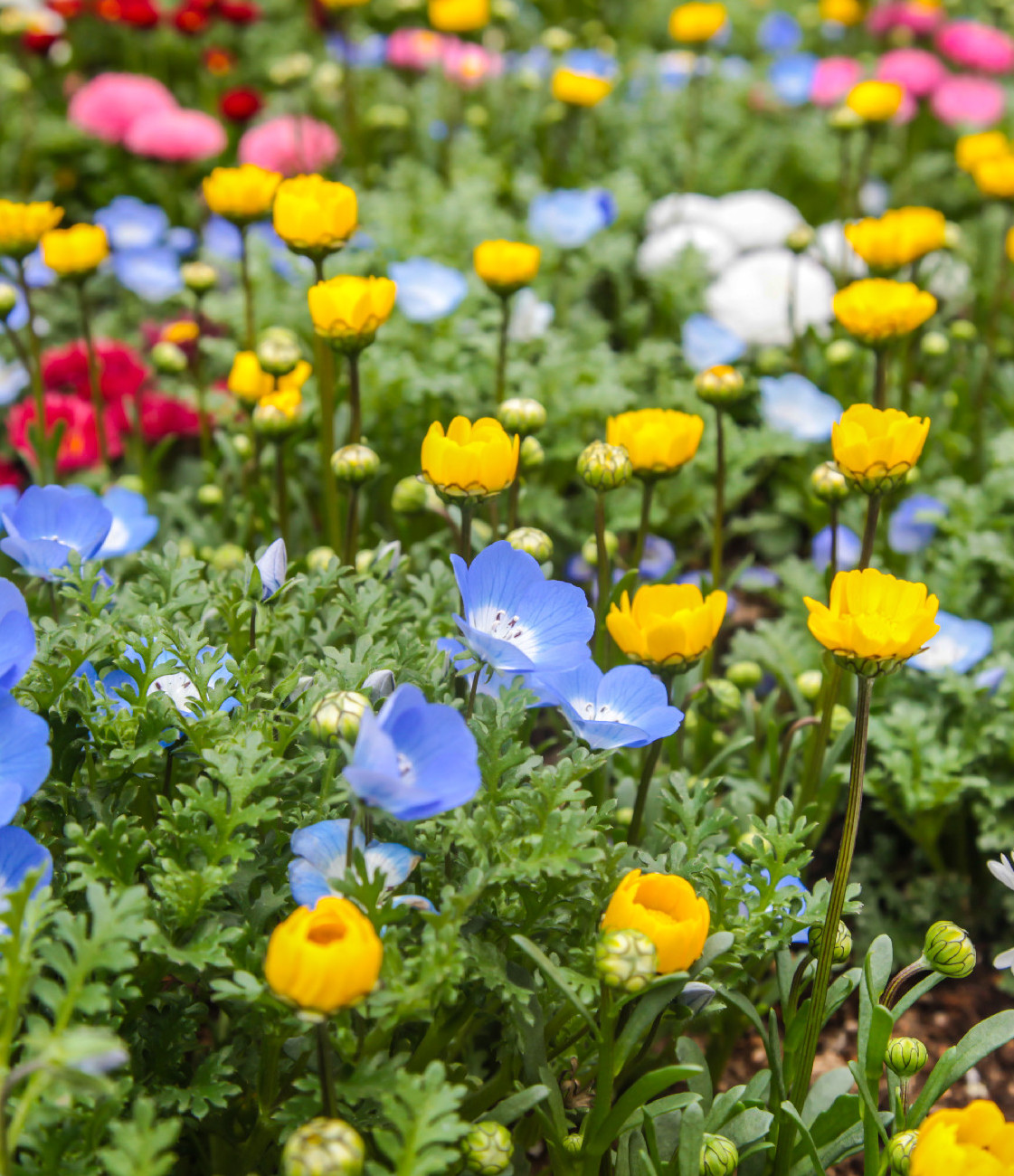 10 őshonos virág, amit idén tavasszal muszáj becsempészned a kertedbe!
