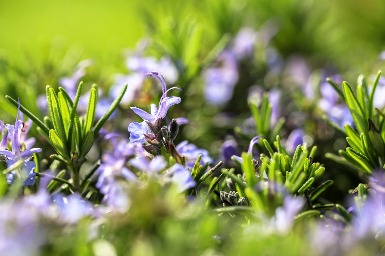 Nem csak markáns aromája értékes – ezért használd gyakrabban a királynévíz fő összetevőjét