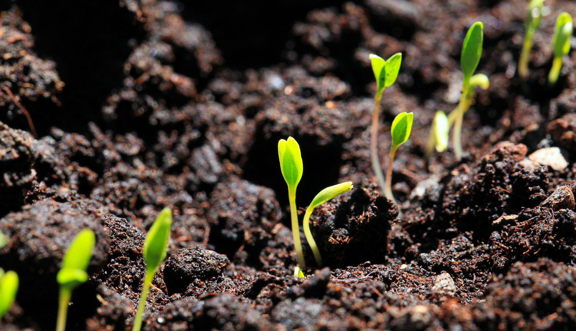 Group of green sprouts growing out from soil.