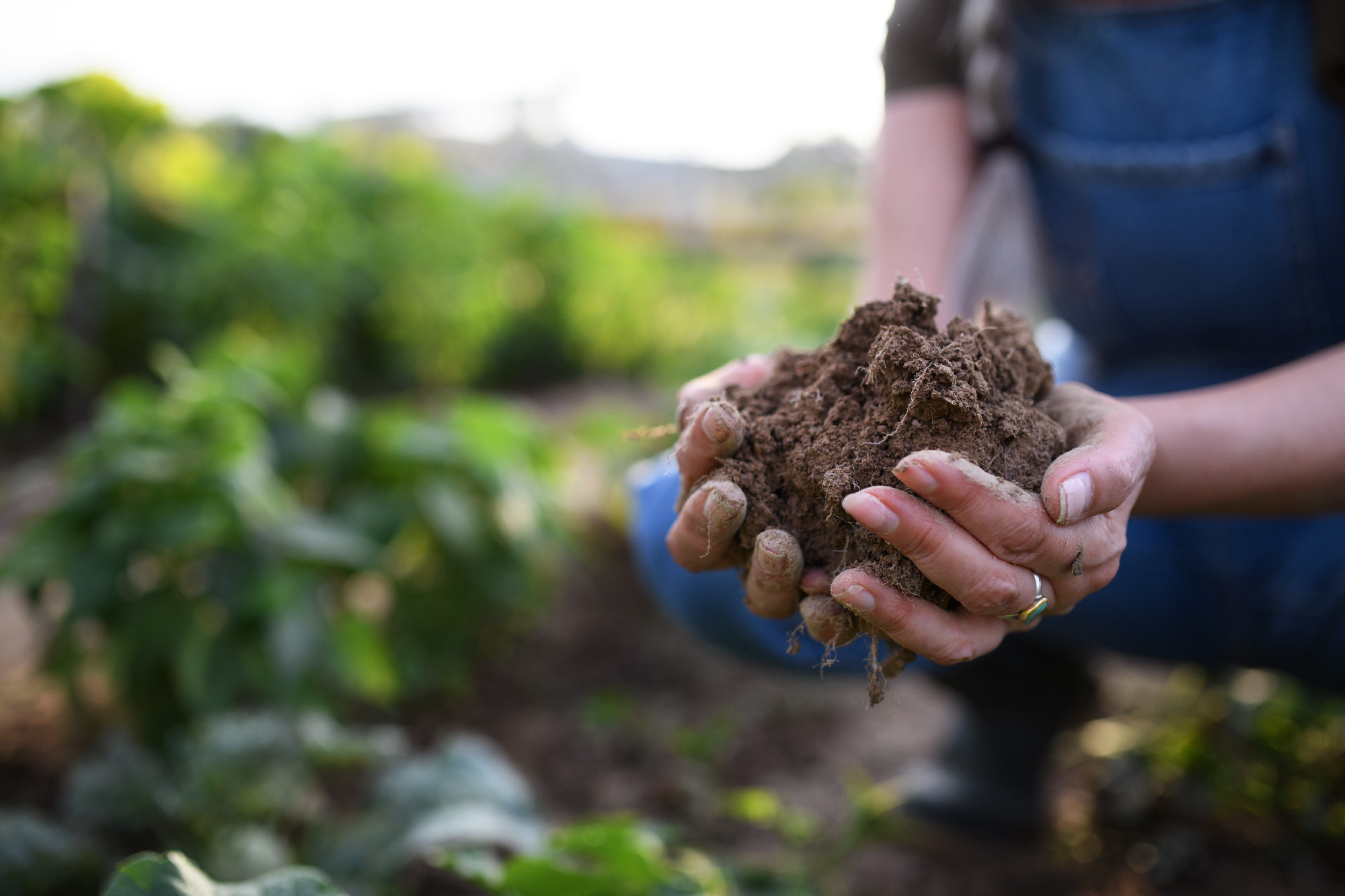 Close up of female famer hands holding soil outdoors at community farm.