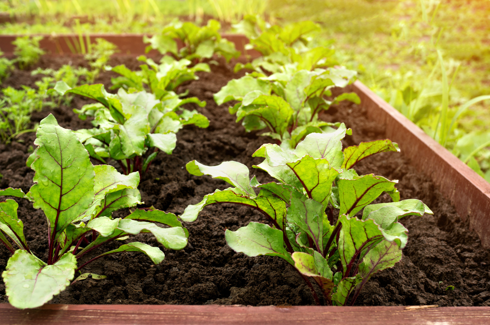 Seedlings of beets growing in the garden after watering