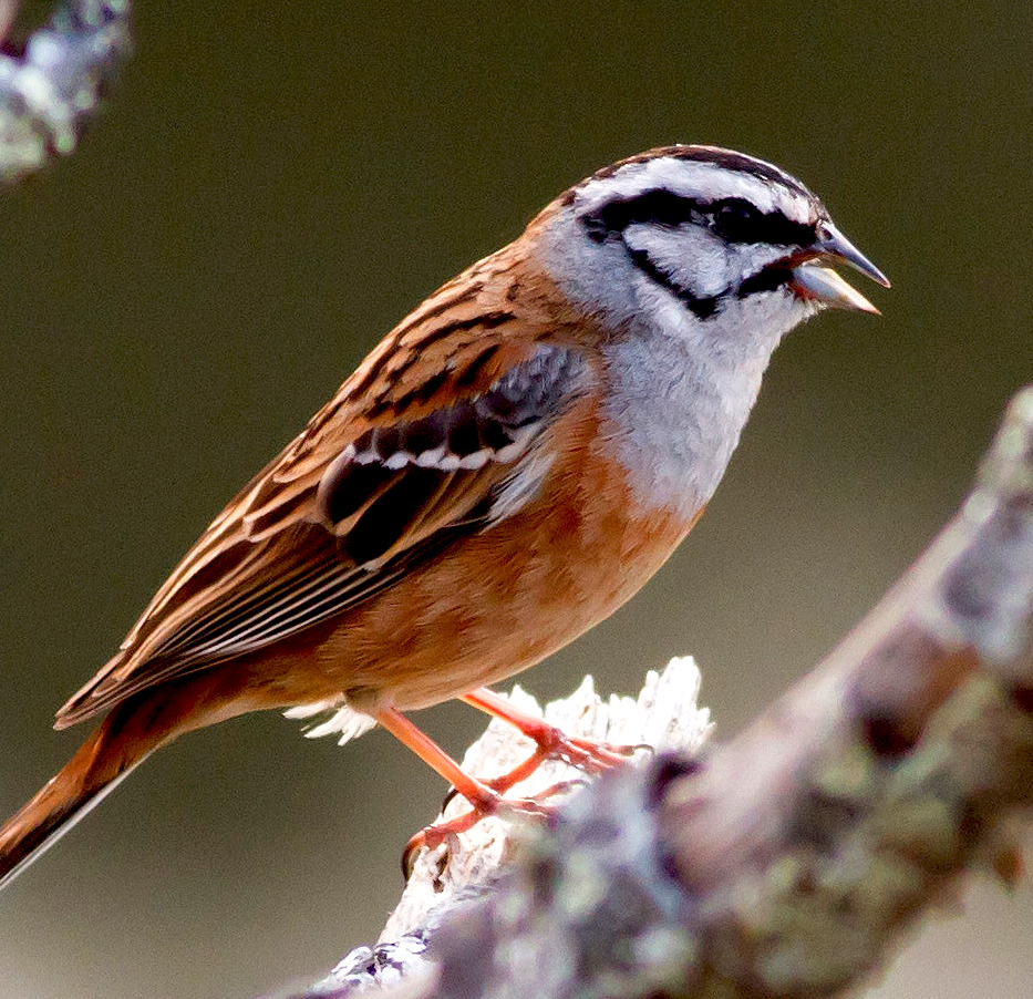 Magyarország madarai: a bajszos sármány