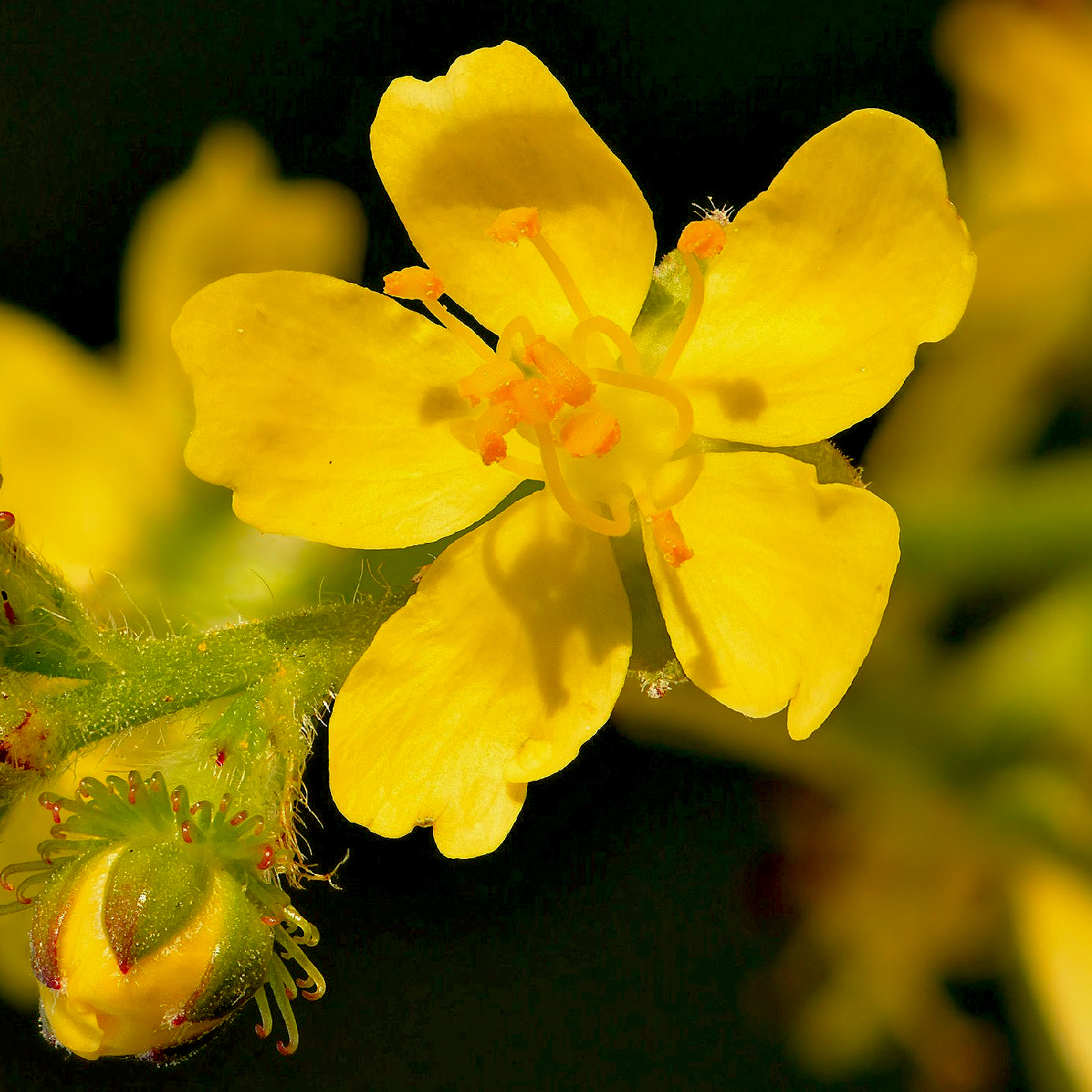 Ismered a gyulladások doktorát? 