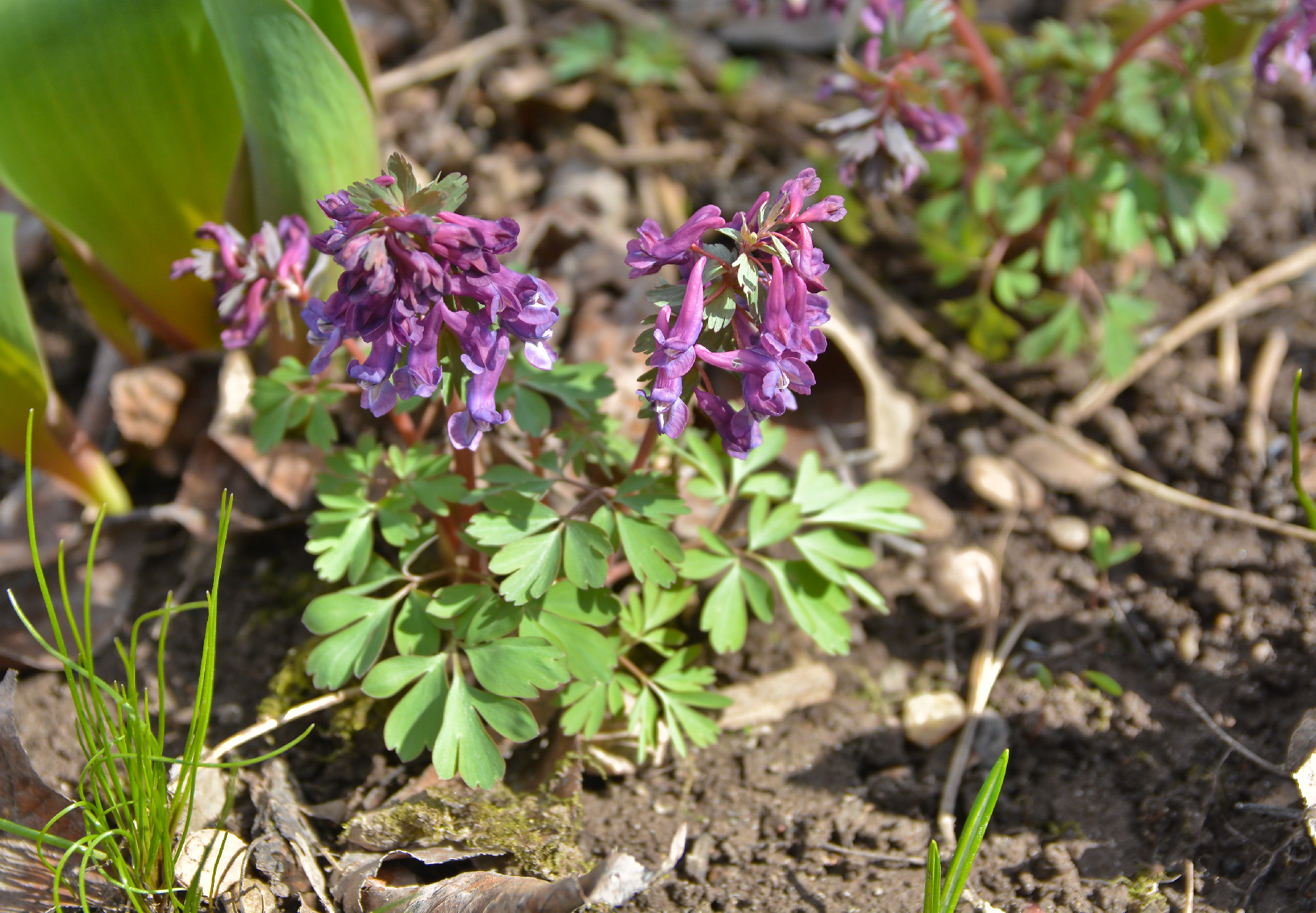 Corydalis cava