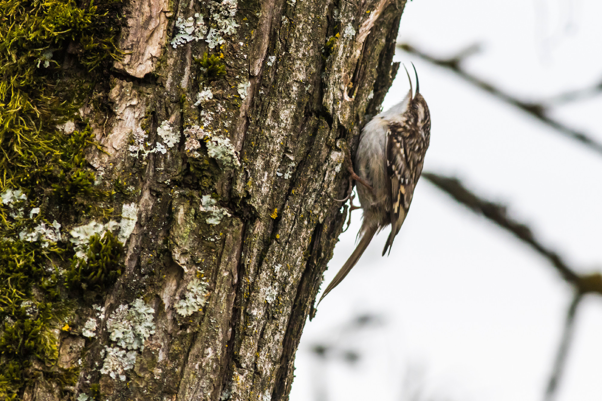 Short-toed treecreeper (Certhia brachydactyla)