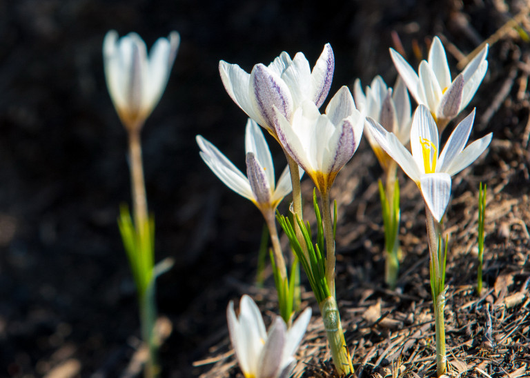 Védett növényeink kvíz