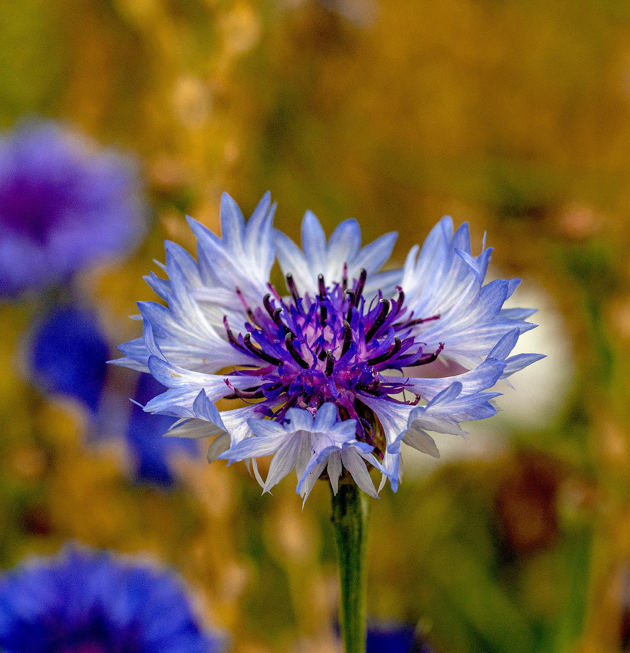 Fajkínálat vadvirágos rétet kedvelők számára