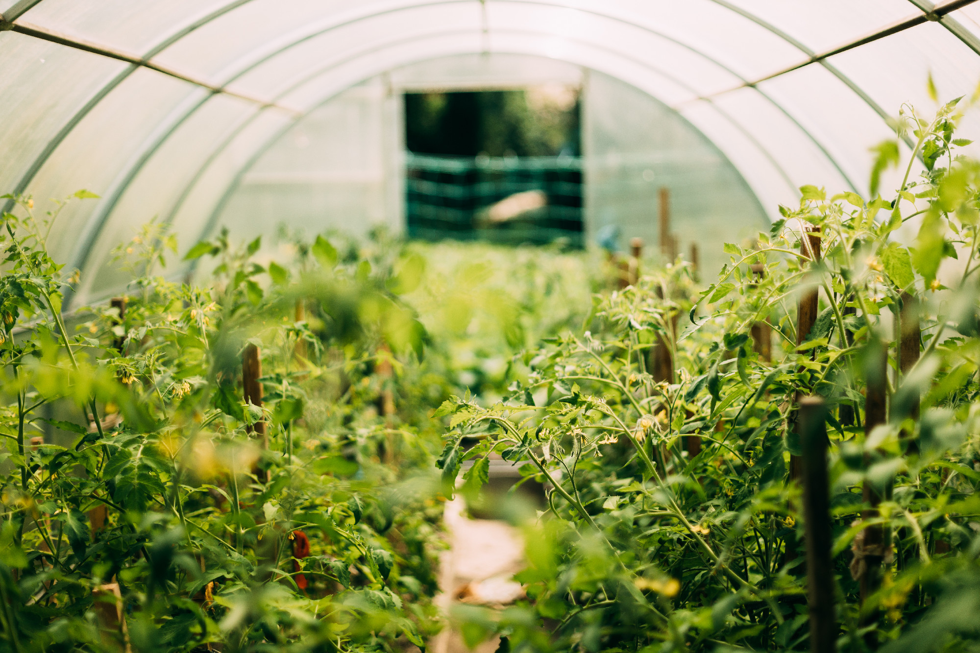 Bush Of Tomatoes Vegetables Growing In Raised Beds In Vegetable Garden Or Hothouse Or Greenhouse